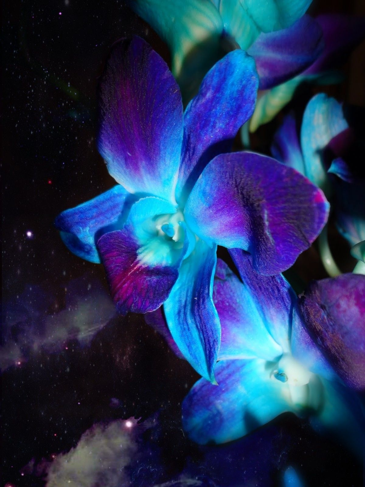 Orchidea blu e viola, 1200x1600 Verticale, Mobile
