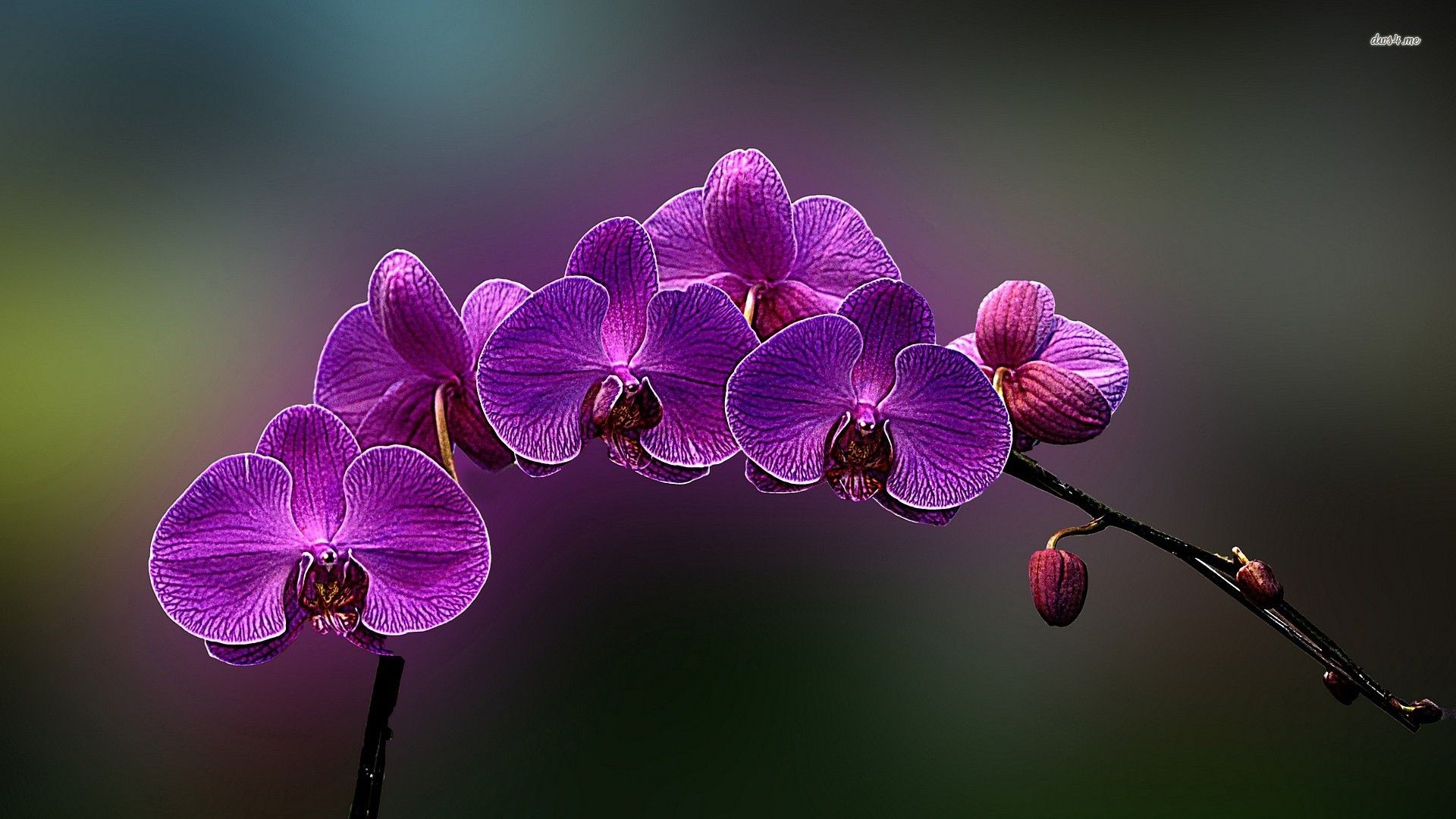 Orchidea viola in fiore, 1920x1080 Full HD 1080p, Desktop