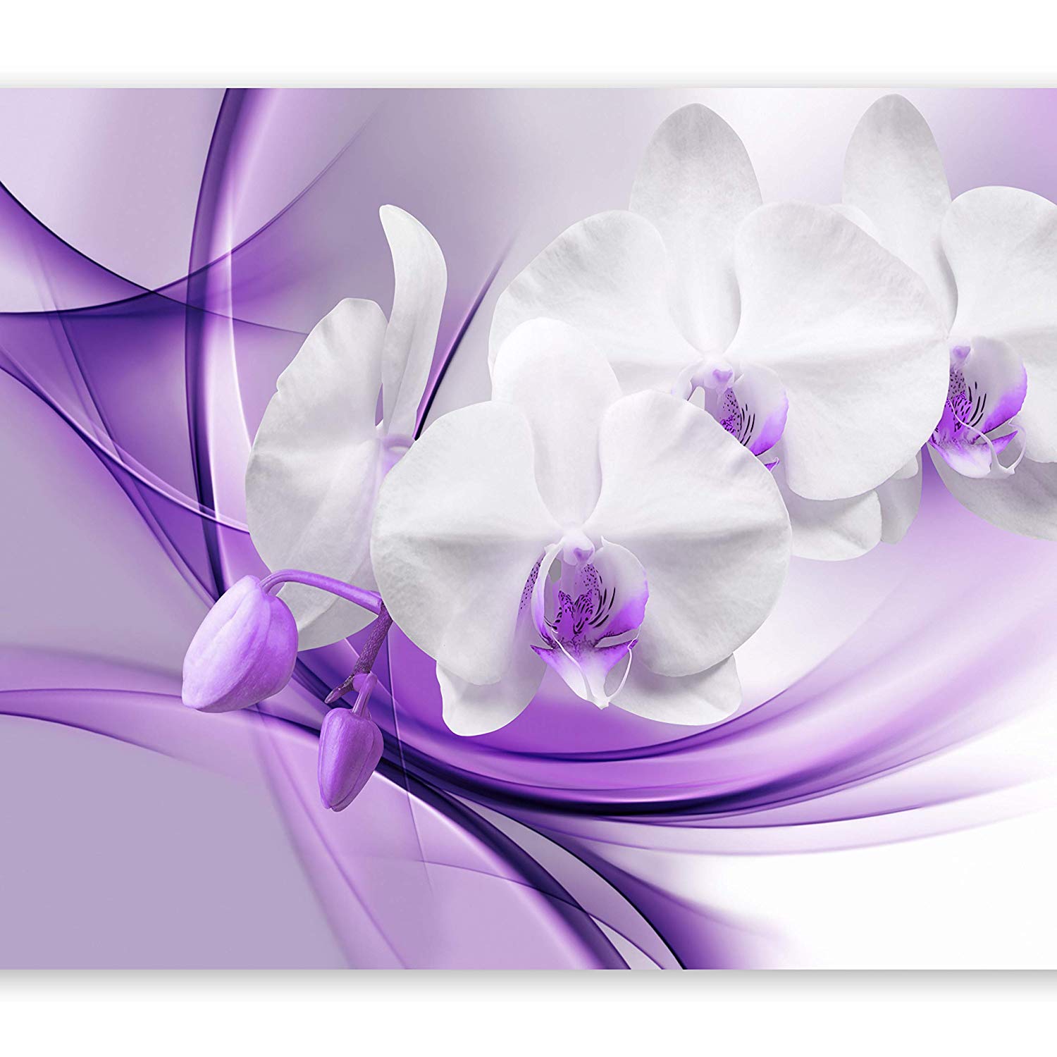 Orchidea bianca su viola, 1500x1500 HD, Desktop