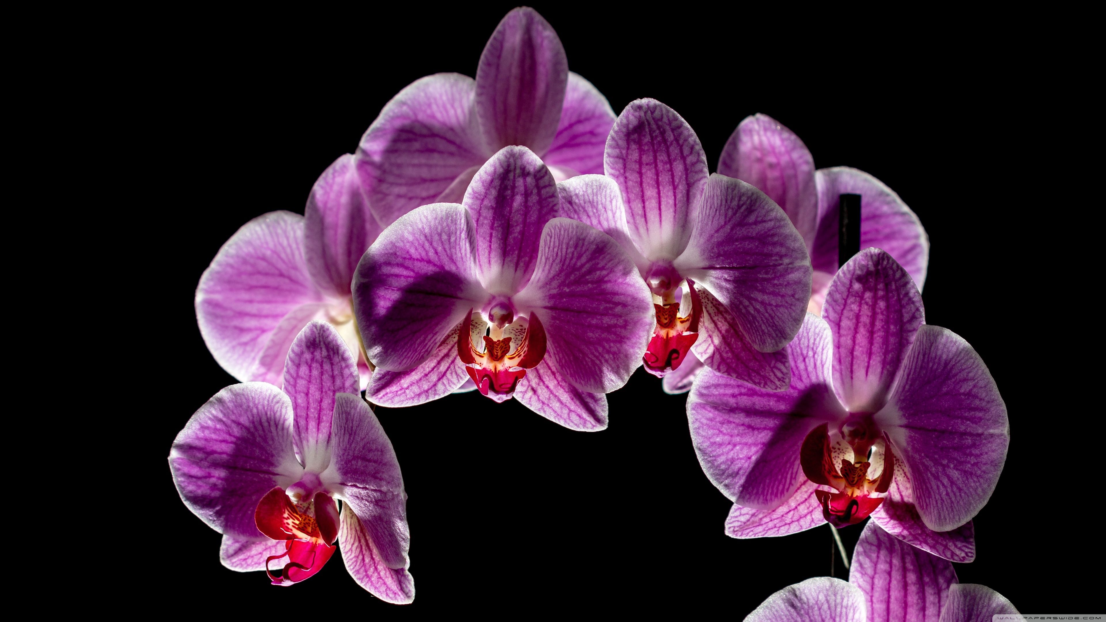 Orchidee viola su sfondo nero, 3840x2160 Ultra HD, 4K TV