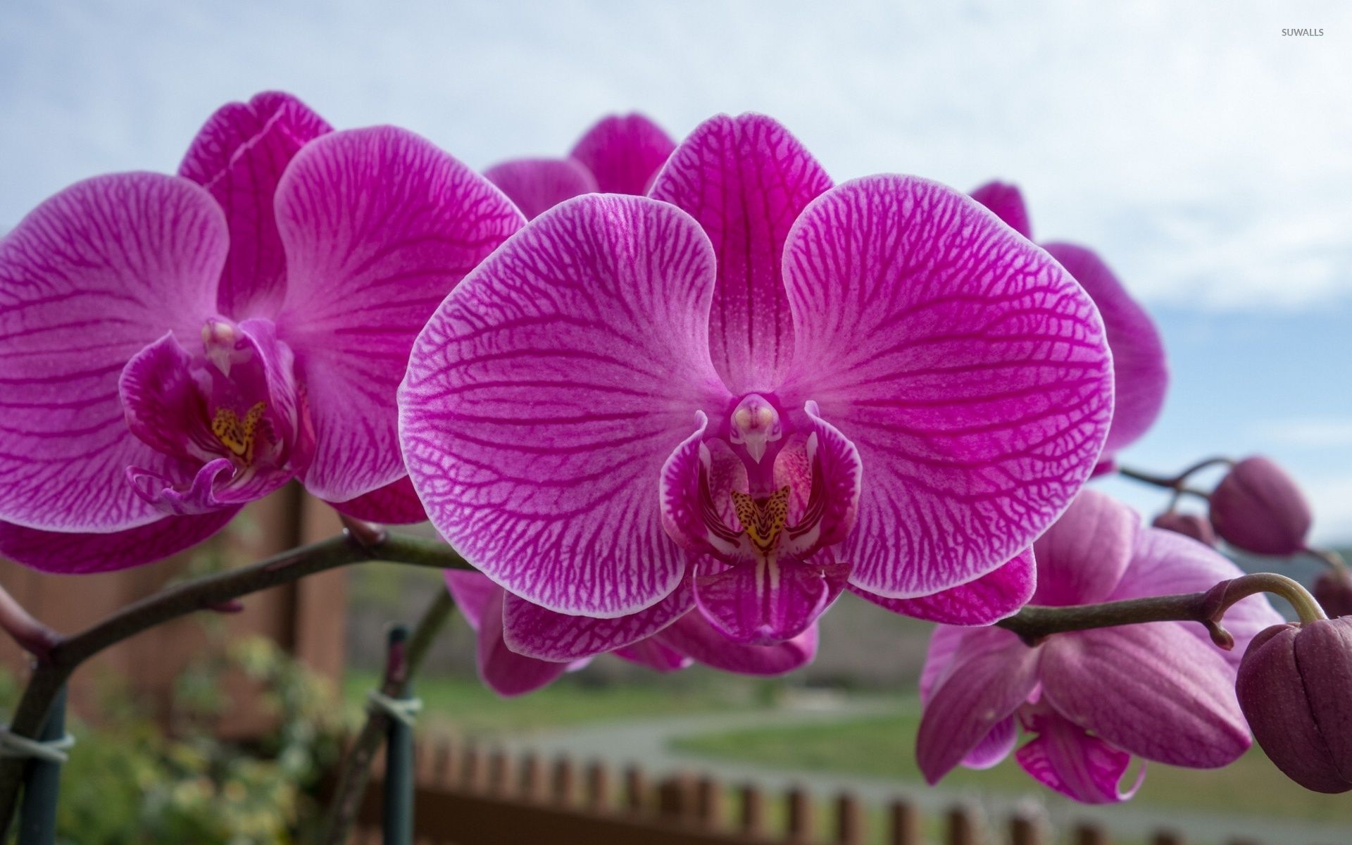 Orchidea viola fiori, 1920x1200 Full HD+, iMac