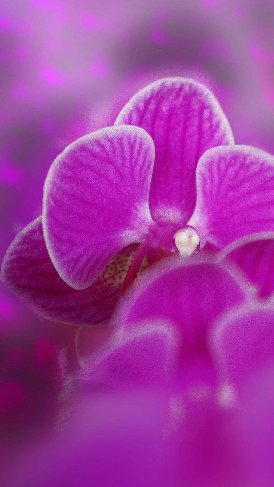 Orchidea viola sfocata, 1080x1920 Verticale, Samsung Galaxy