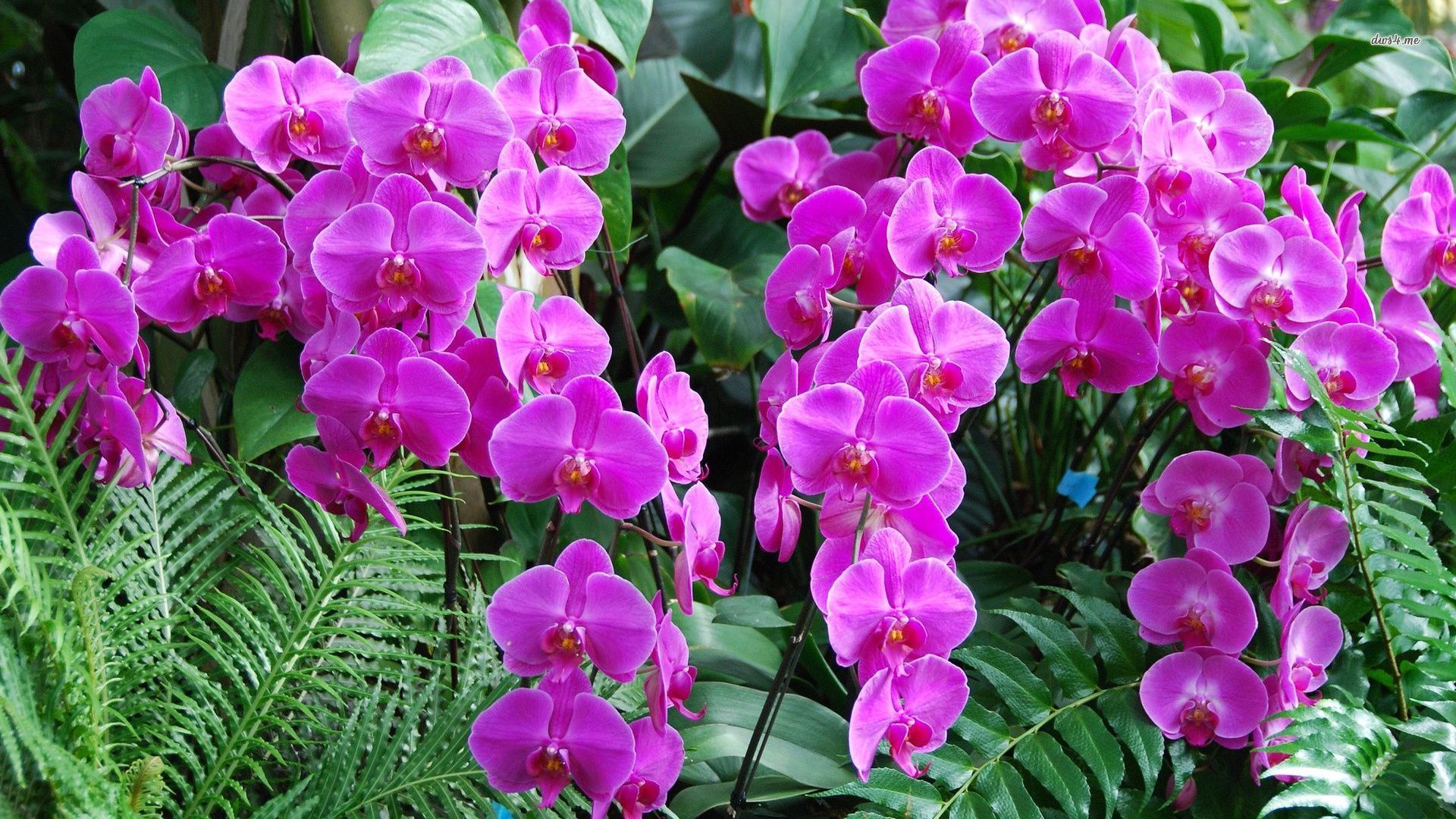 Orchidee viola in giardino, 1920x1080 1080p, Desktop