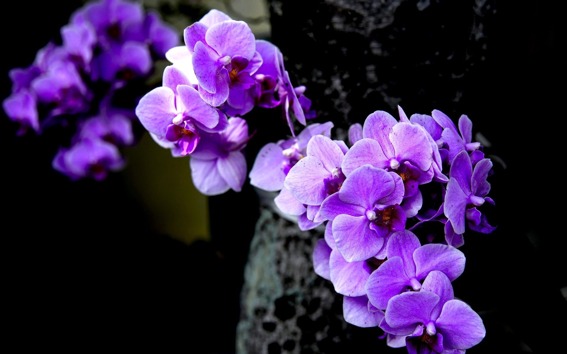 Orchidea viola su ramo, 1920x1200 Full HD+ WUXGA, Laptop