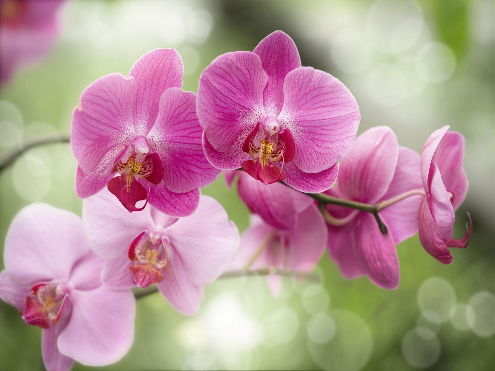 Orchidee viola in fiore, 1600x1200 900p, PC