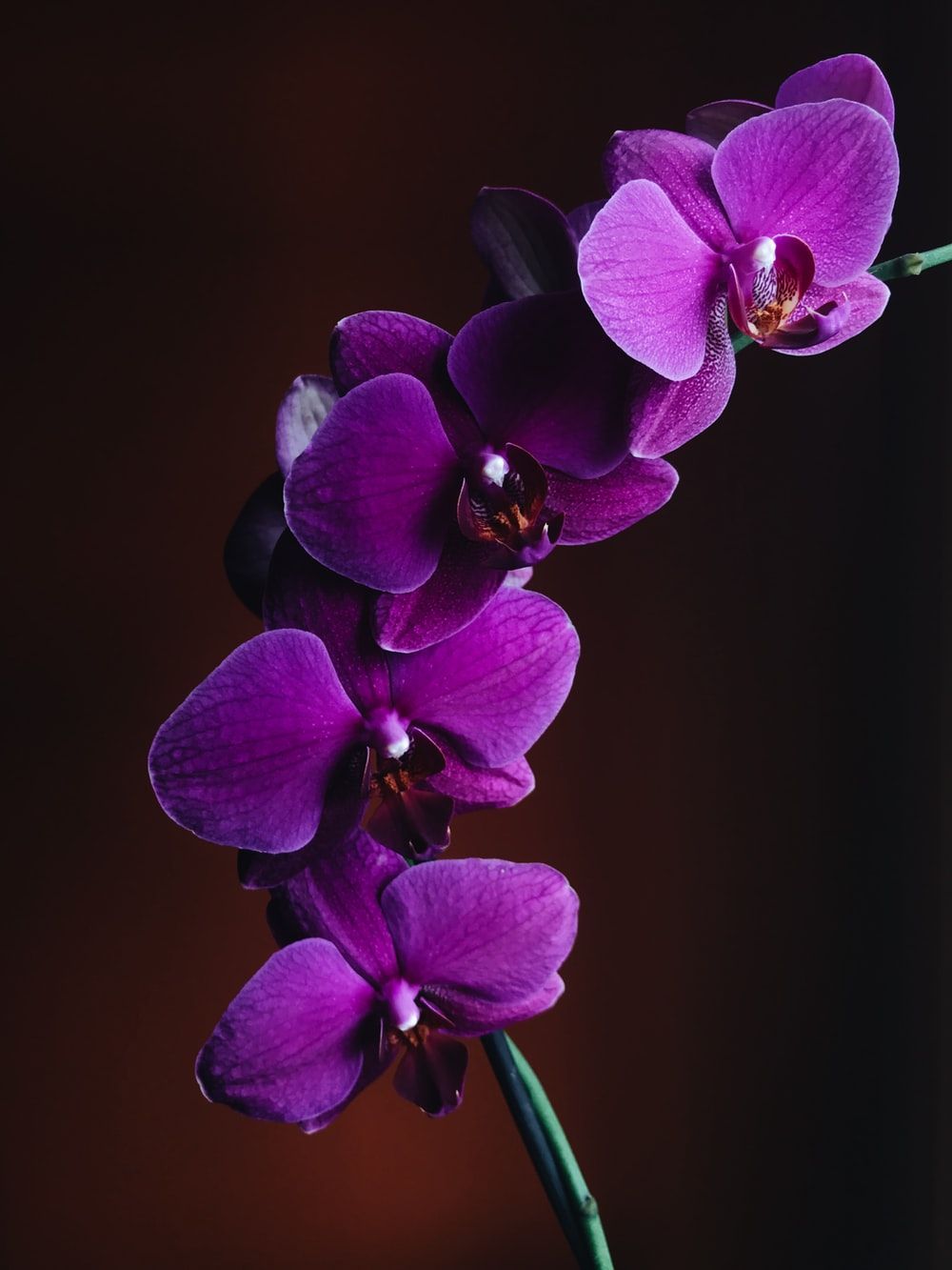 Orchidea viola su sfondo scuro, 1000x1333 Full HD Verticale, Smartphone