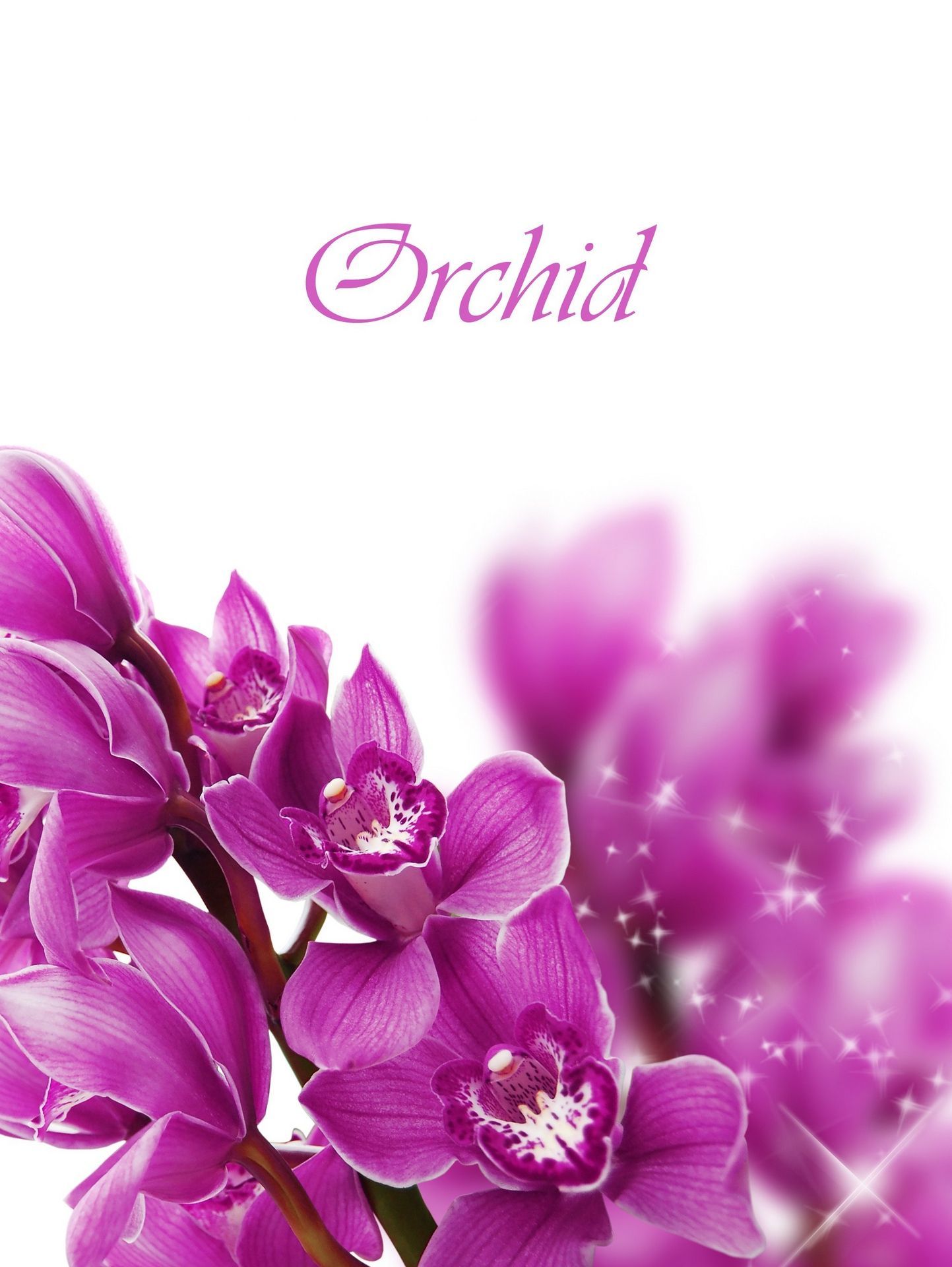 Orchidea viola su bianco, 1443x1920 Verticale, Android