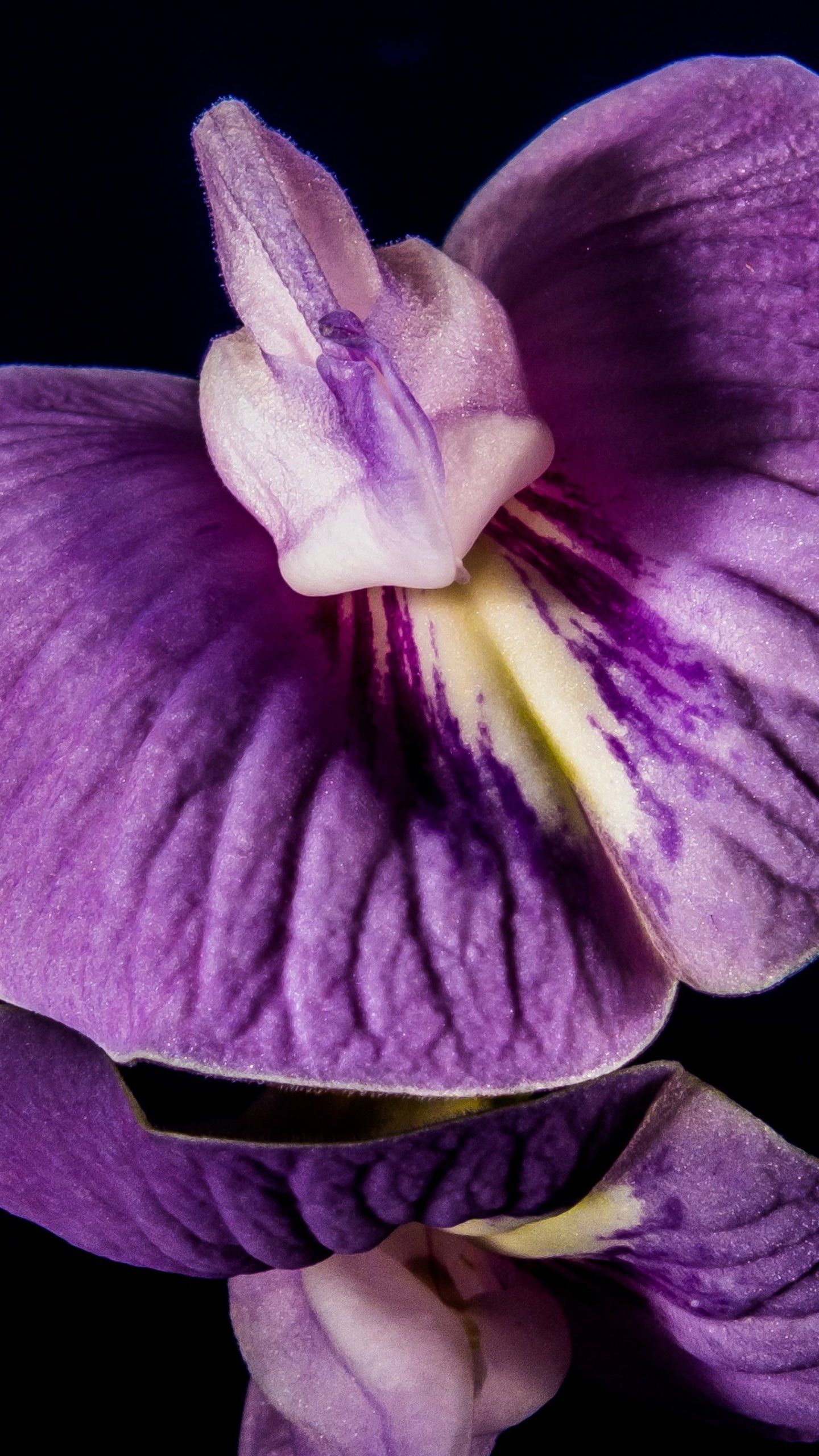 Orchidea viola primo piano, 1440x2560 Full HD Verticale, Smartphone