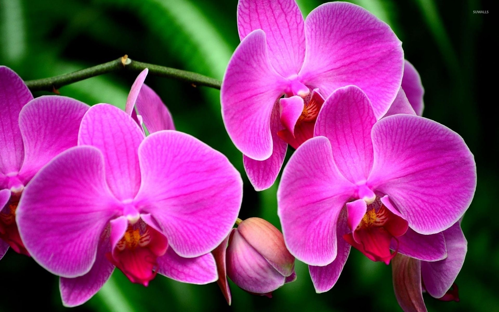 Orchidee viola fiorite, 1920x1200 WUXGA, Desktop