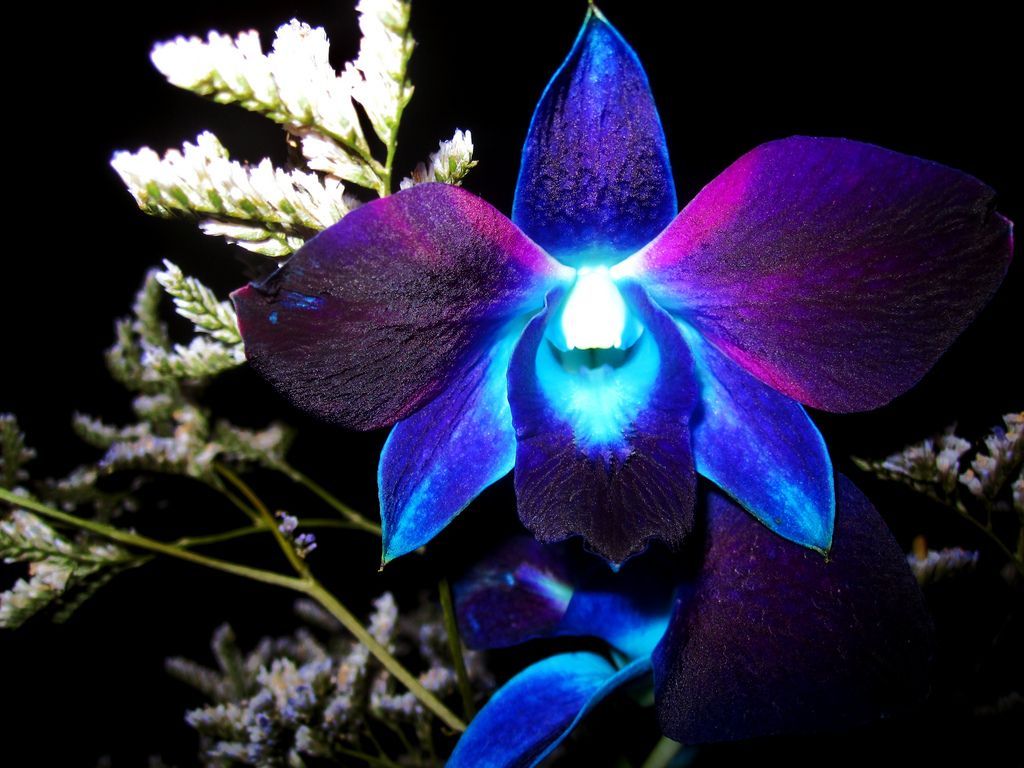 Orchidea blu viola, 1024x768 HD, Desktop