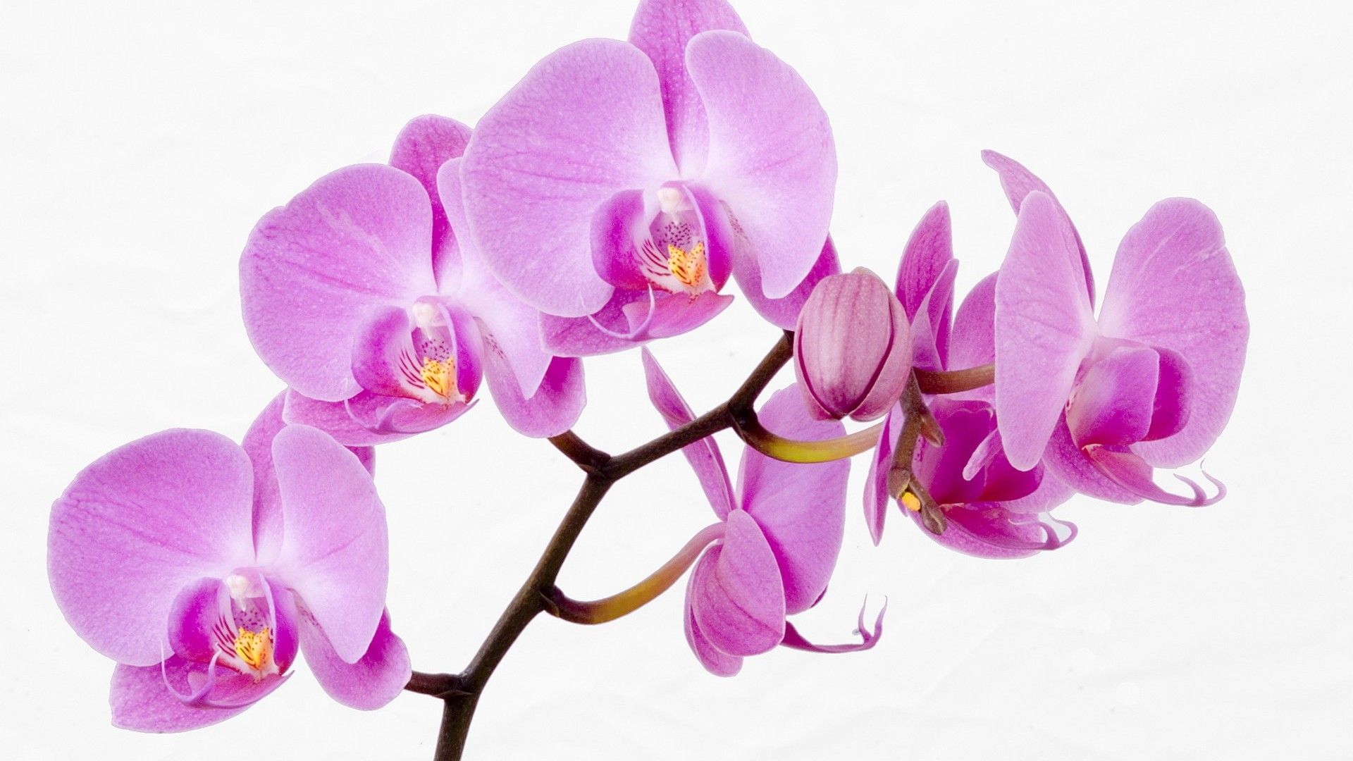Orchidea viola su ramo, 1920x1080 Full HD, Desktop
