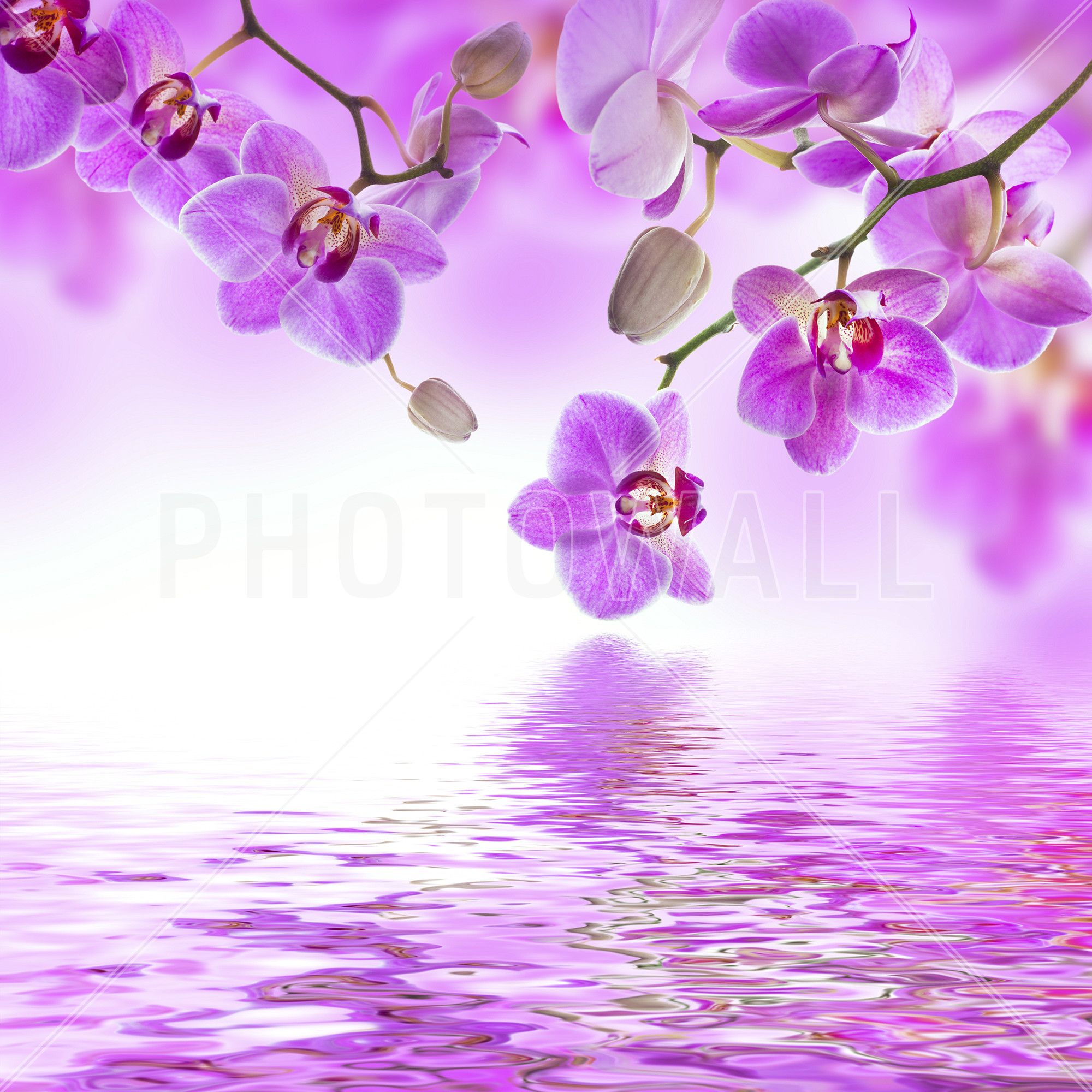 Orchidee viola su riflesso d'acqua, 2000x2000 alta risoluzione, Laptop
