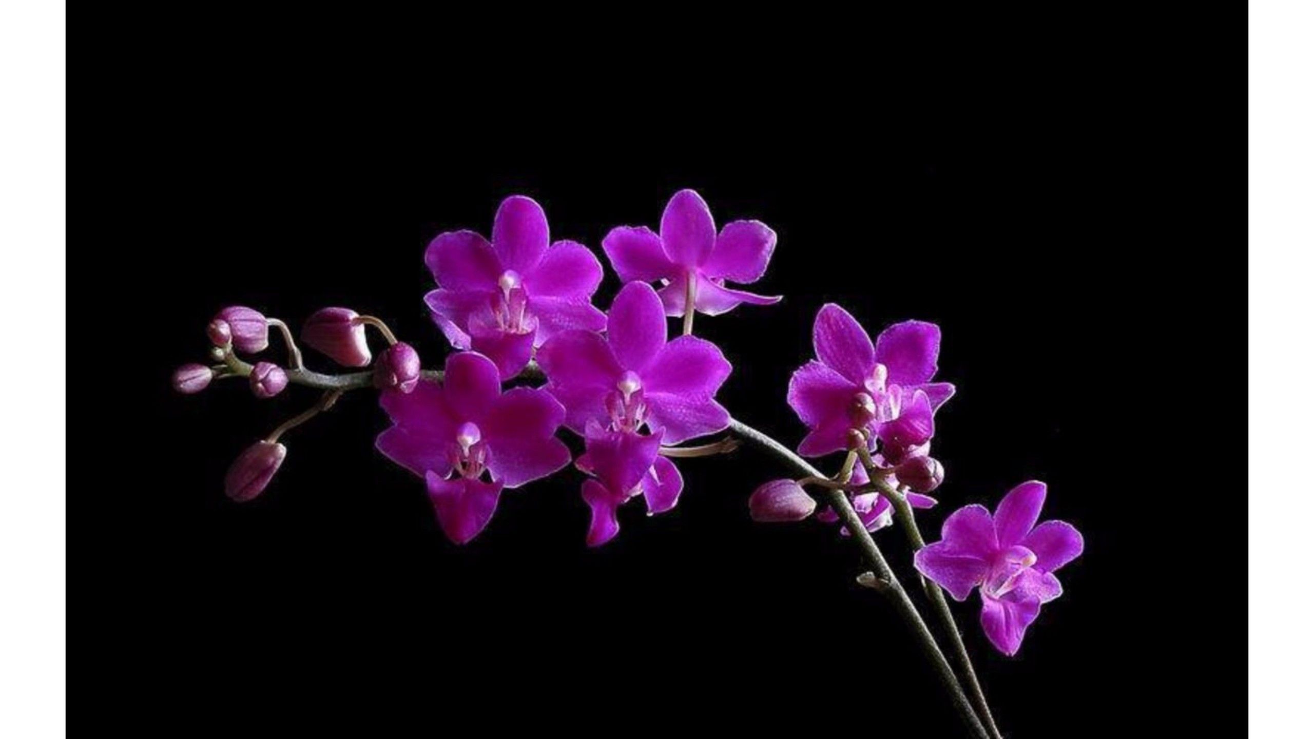 Orchidea viola su sfondo nero, 2560x1440 1440p, Desktop