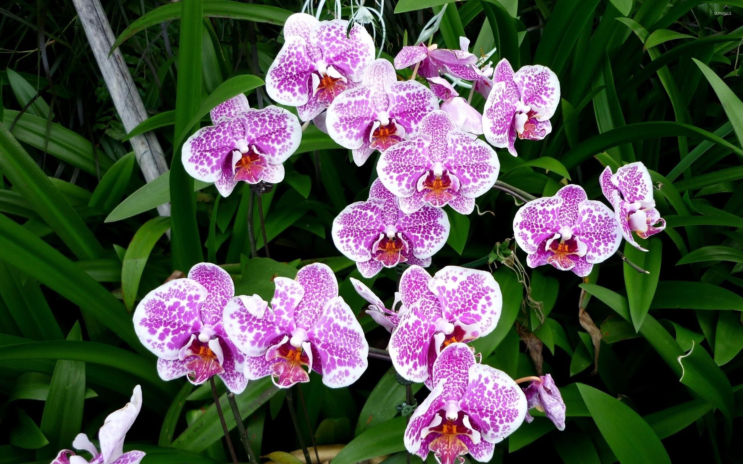 Orchidee viola maculate, 2560x1600 2K, Desktop