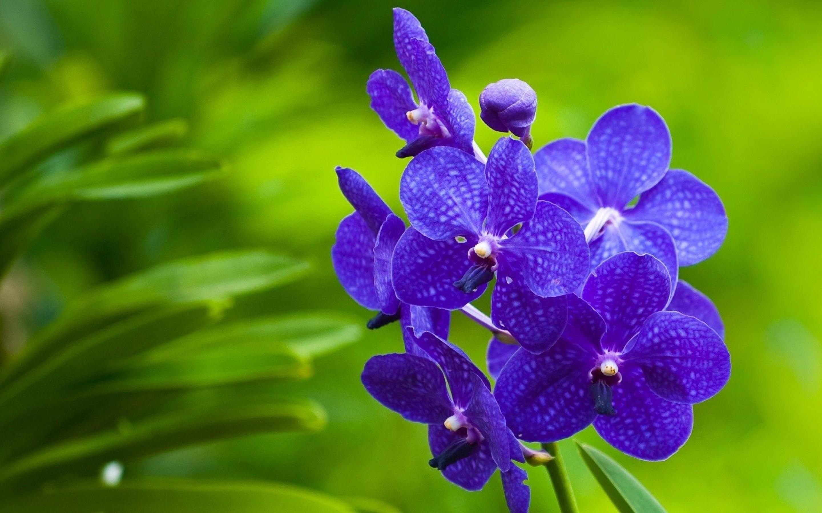 Orchidea viola su sfondo verde, 2880x1800 WQXGA, PC