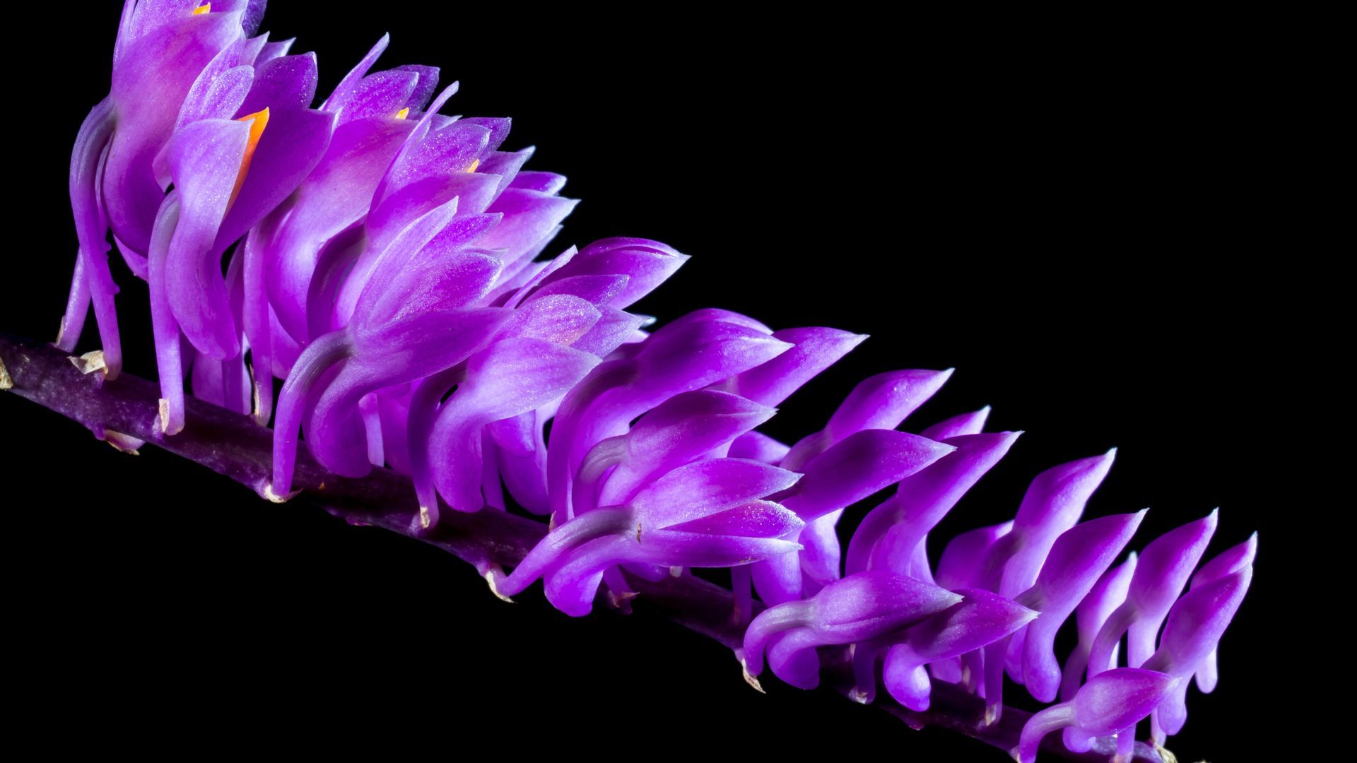 Orchidea viola sfondo nero, 1920x1080 1080p, PC Desktop