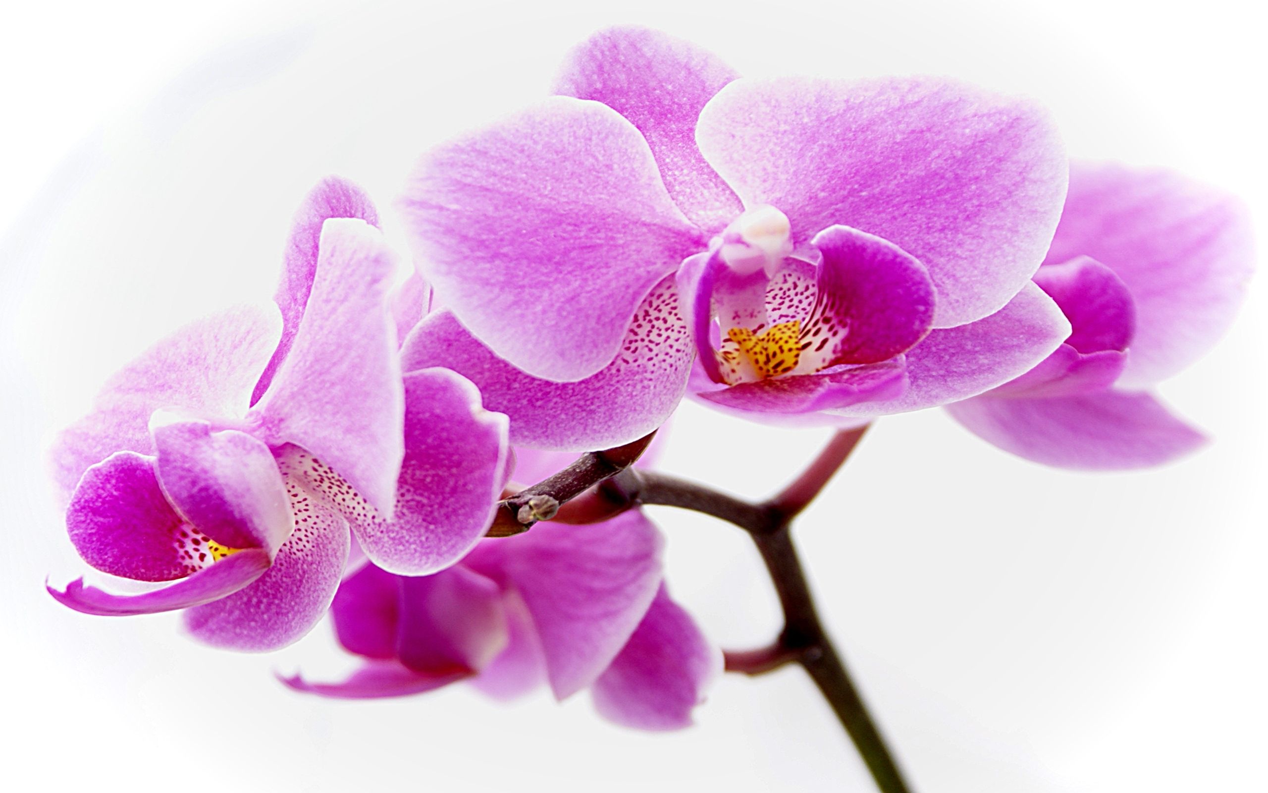 Orchidea viola su bianco, 2560x1600 2K+, Desktop