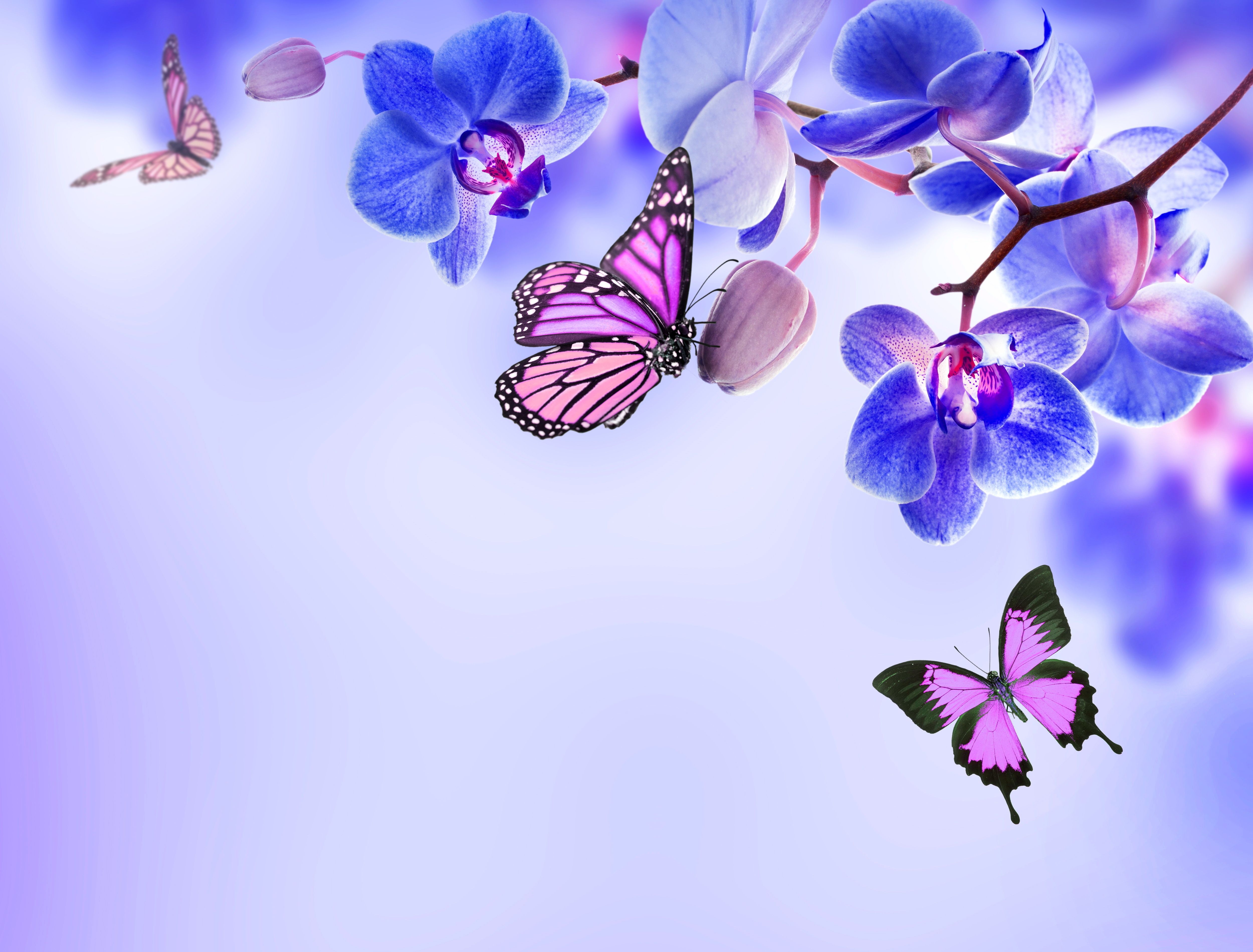 Orchidea viola con farfalle, 5000x3800 4K, Desktop 4K
