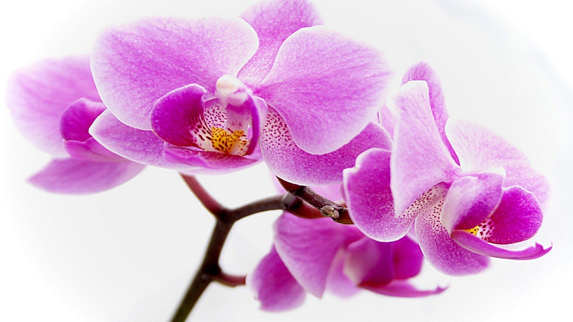 Orchidea viola su ramo, 1920x1080 Full HD, PC Desktop