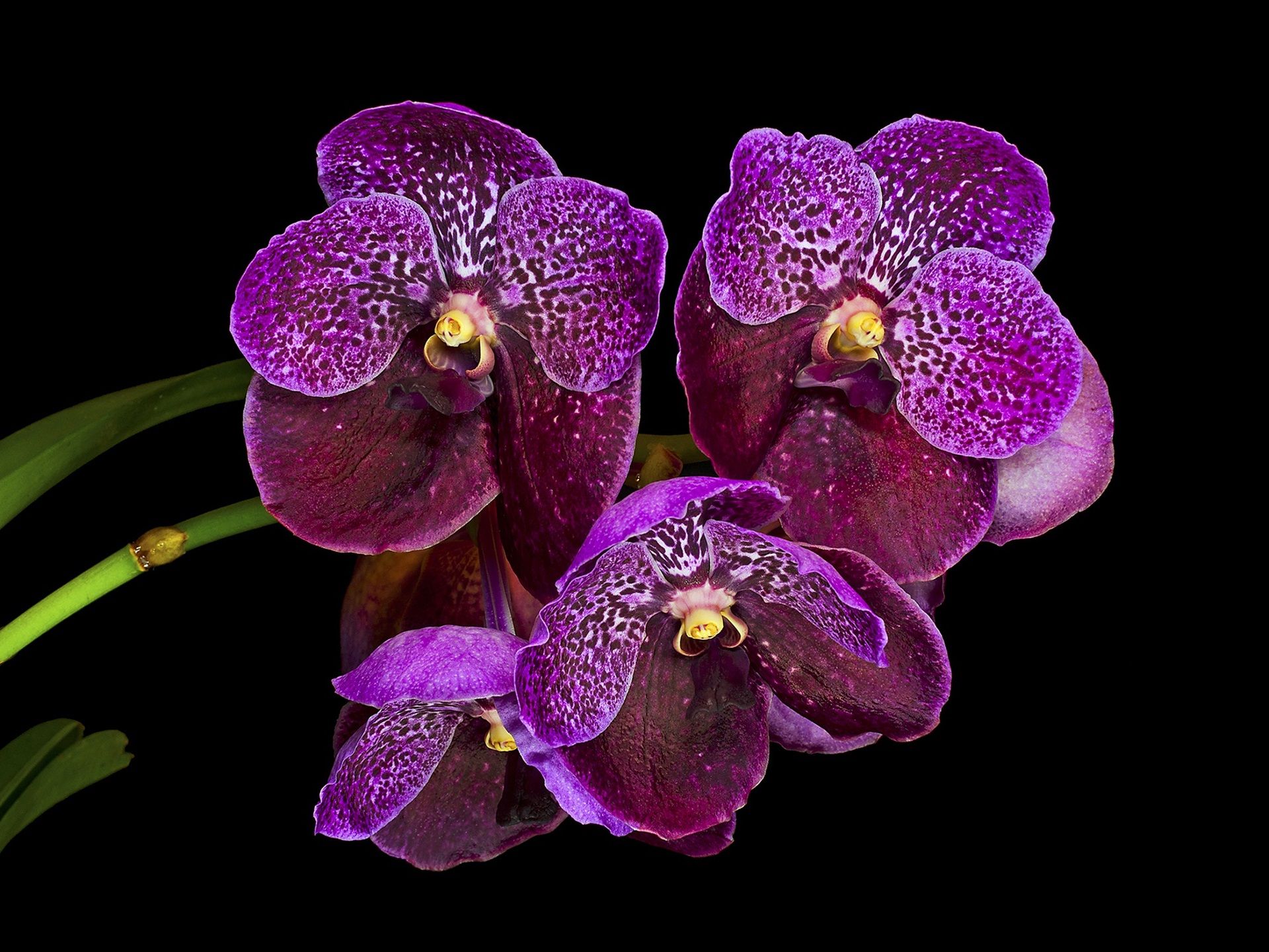 Orchidee viola su nero, 1920x1440 Full HD+, Laptop