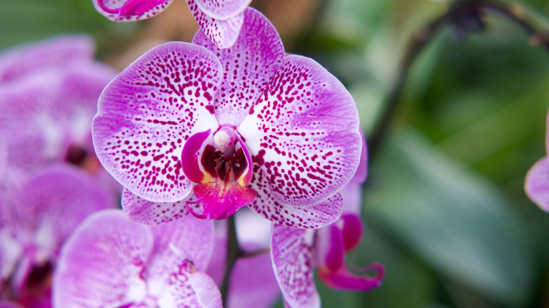Orchidea viola in fiore, 1920x1080 1080p, PC