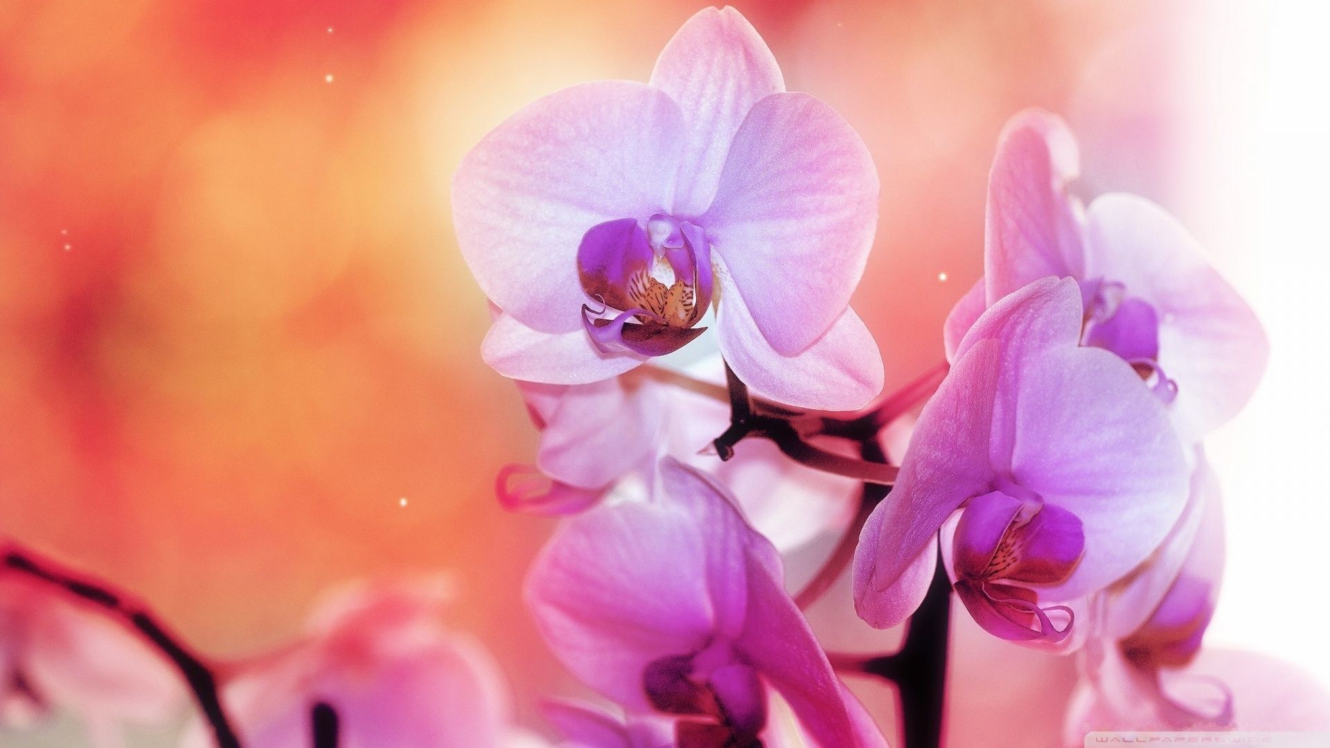 Orchidea viola sfumata, 1920x1080 Full HD 1080p, Desktop