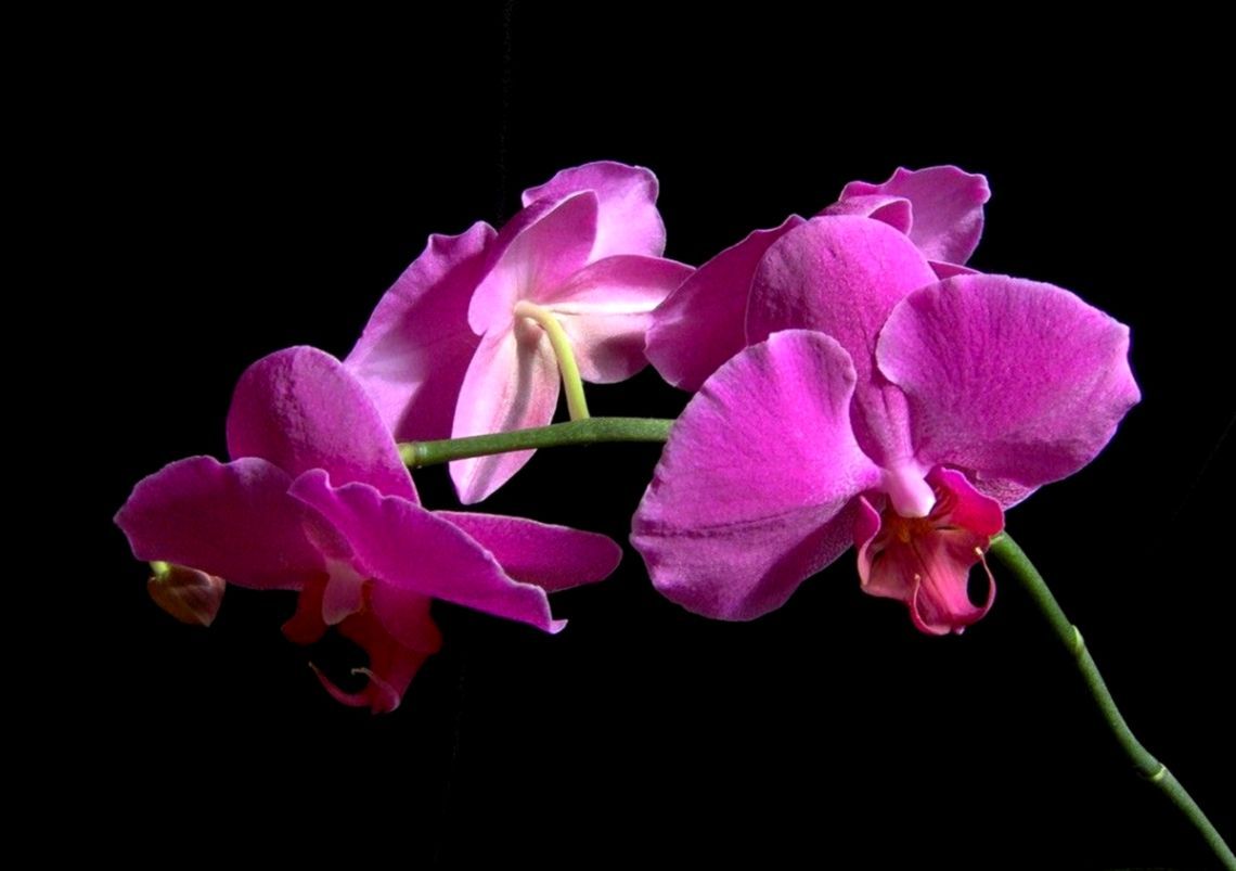 Orchidea viola su nero, 1140x803 HD, Laptop