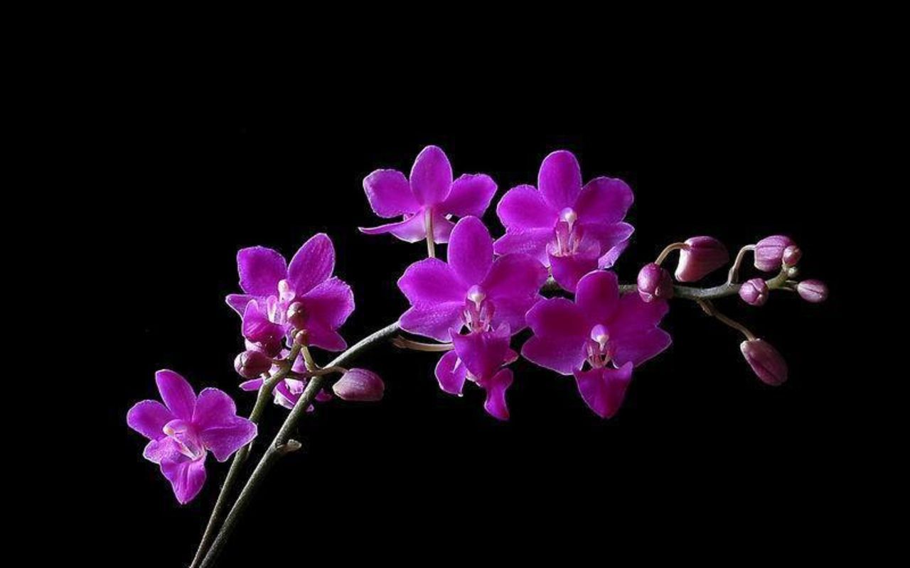 Orchidea viola su nero, 1280x800 720p, PC