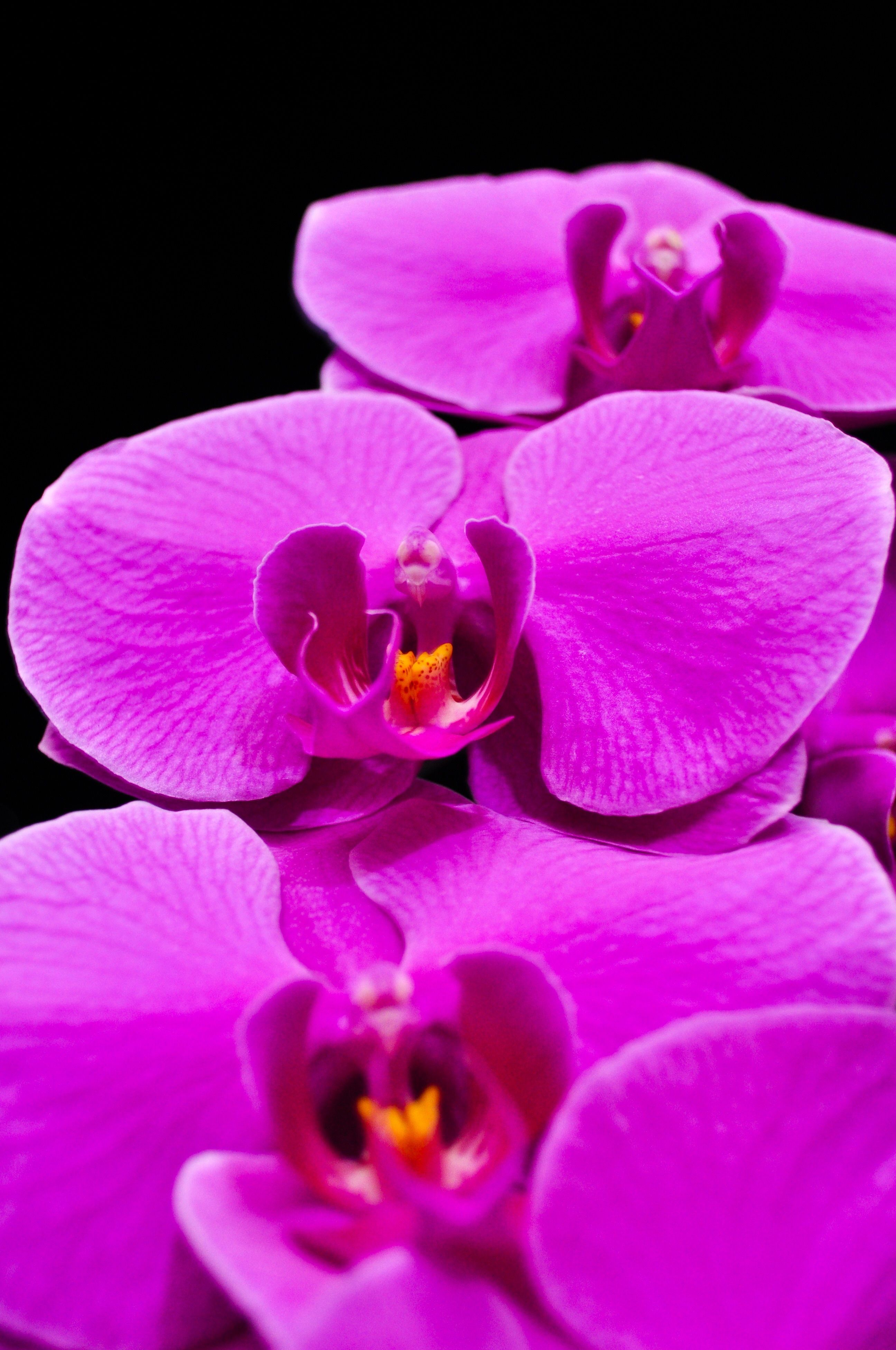 Orchidea viola su nero, 2592x3903 Verticale, Telefono