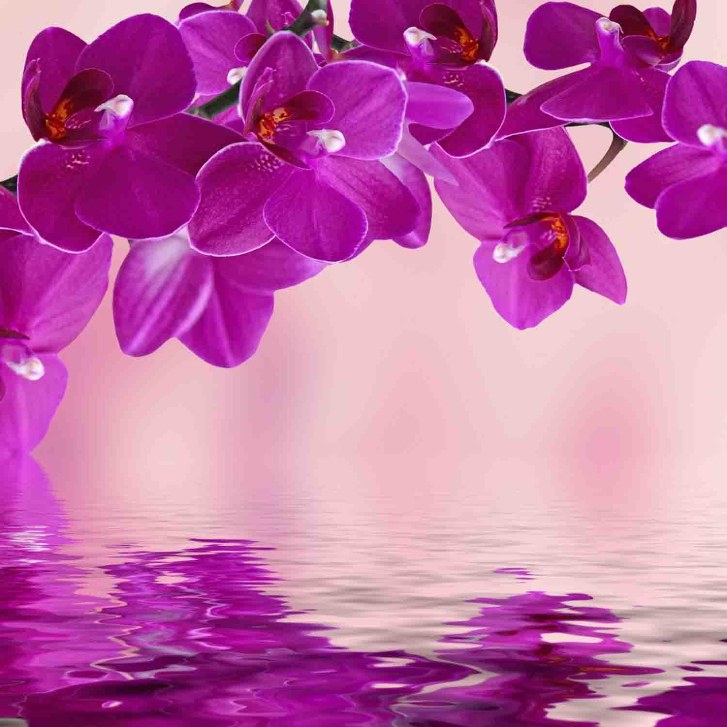 Orchidee viola con riflesso acqua, 1500x1500 720p, Acer Nitro