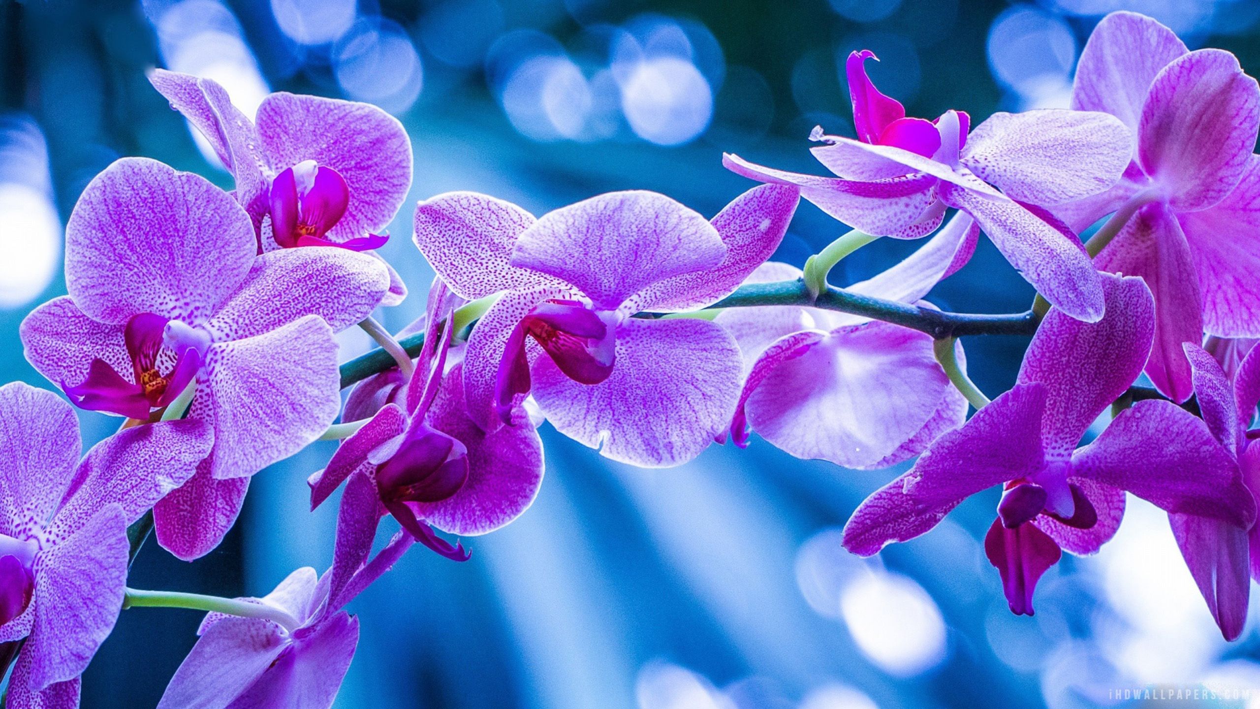 Fiori di orchidea viola, 2560x1440 2K, Desktop