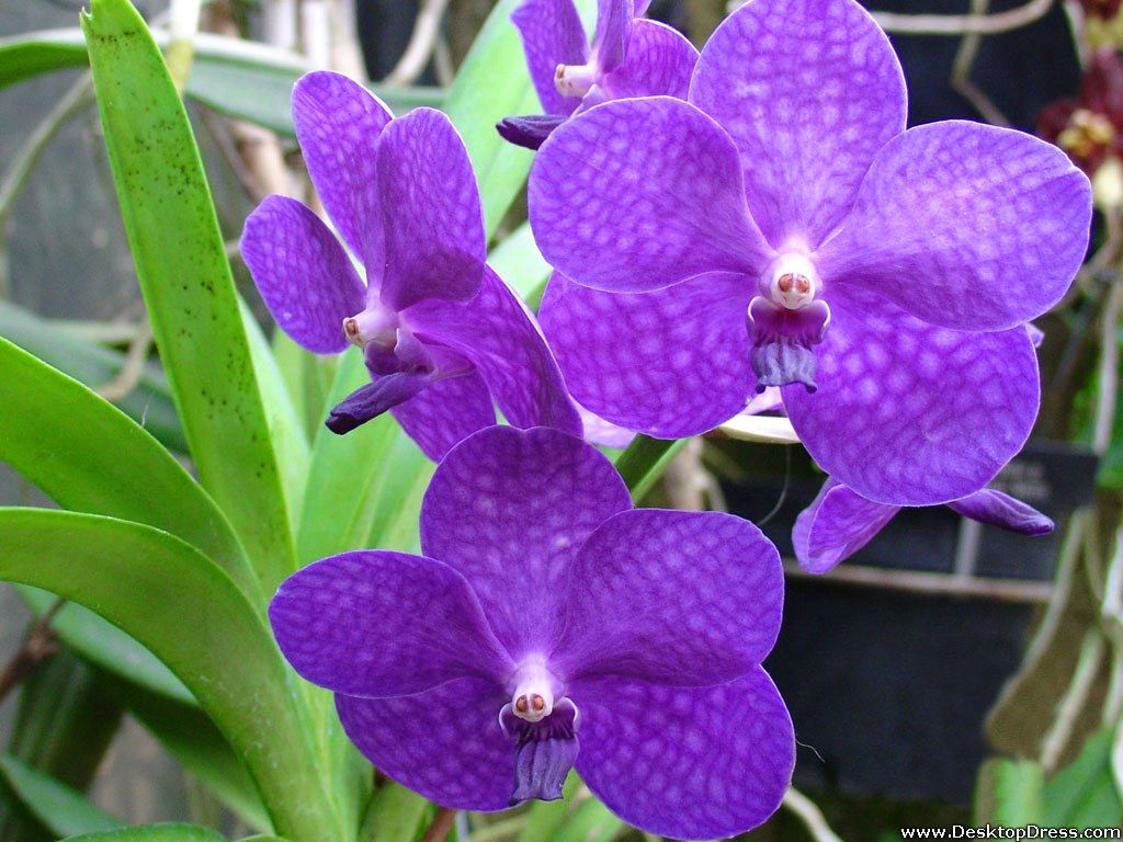 Orchidea viola a pois, 1024x768 HD, Laptop