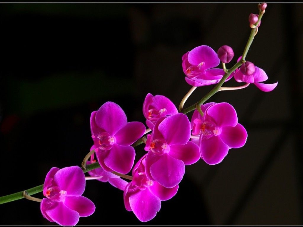 Ramo orchidea viola, 1024x768 HD, Desktop