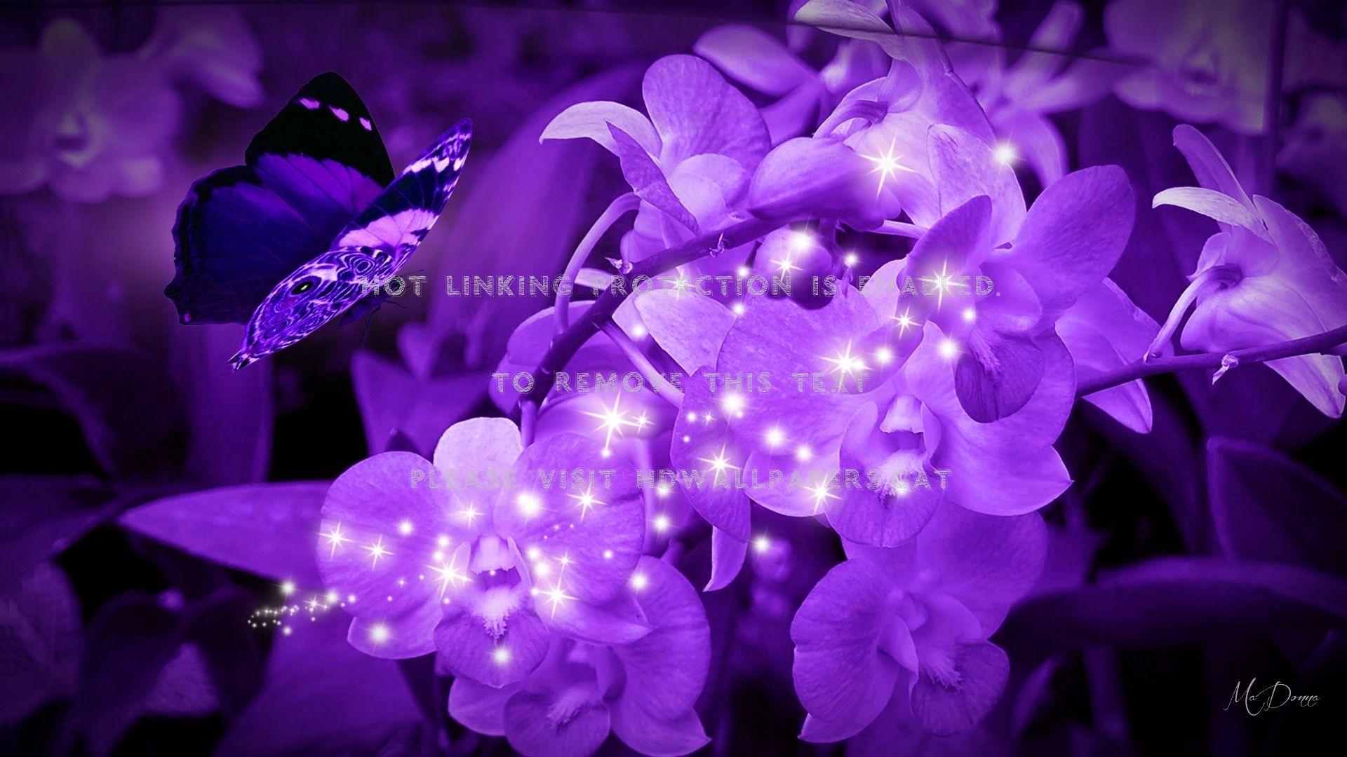 Orchidee viola con farfalla e luci, 1920x1080 Full HD, PC