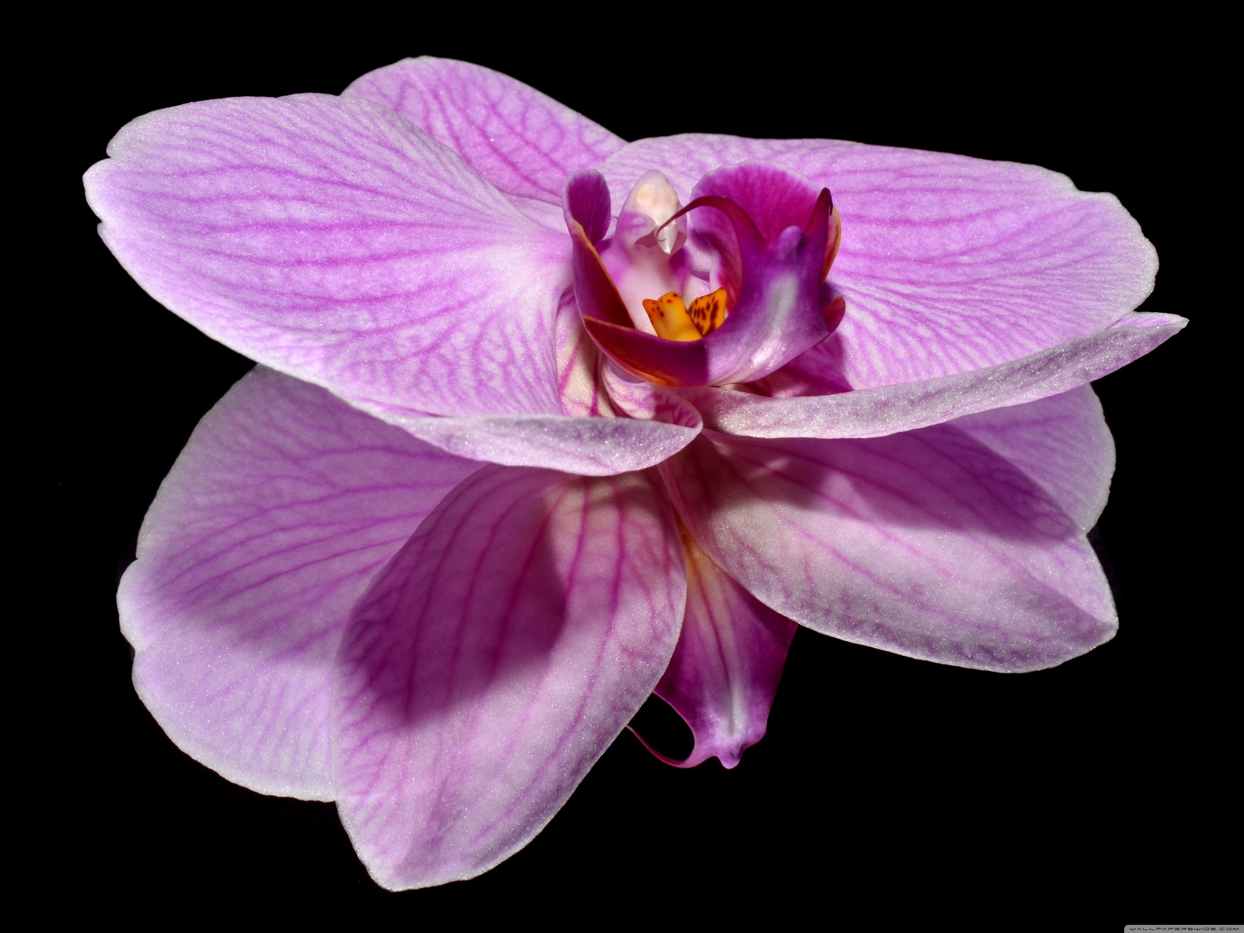 Orchidea viola con riflesso, 4096x3072 UHD, PC 4K