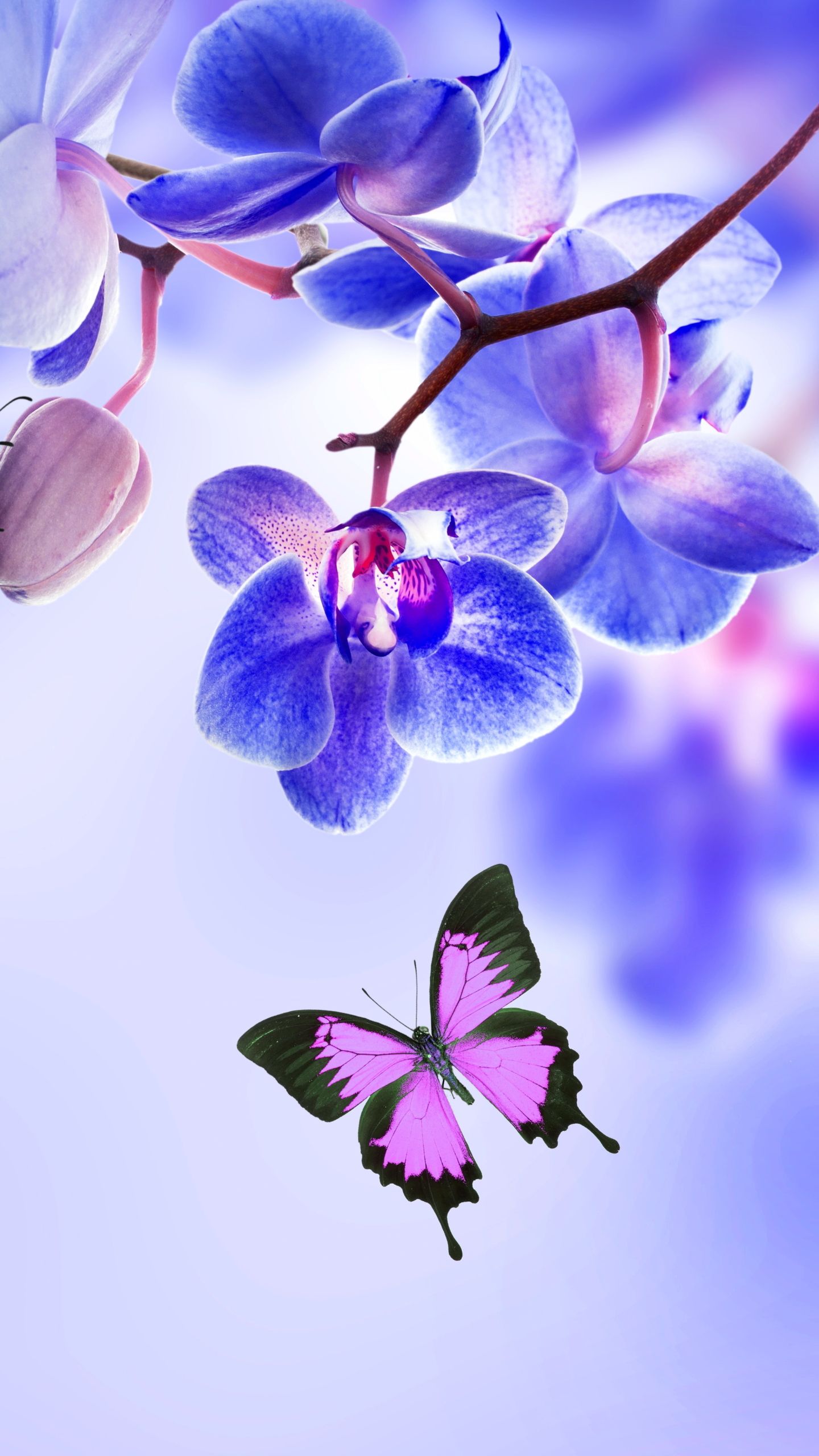 Orchidea viola con farfalla, 1440x2560 Verticale, Samsung Galaxy