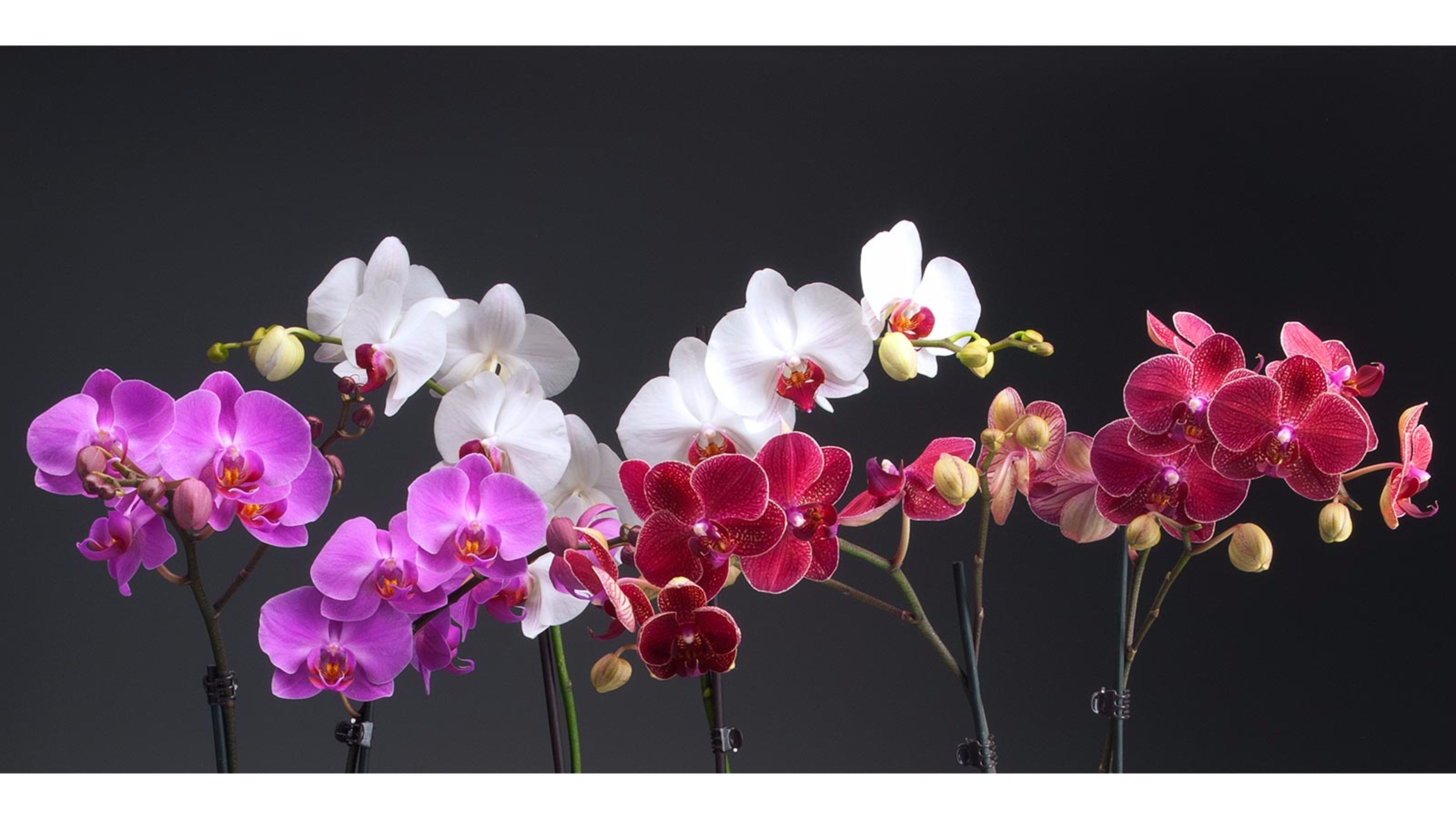 Orchidee viola bianche rosa, 3840x2160 4K, Monitor 4K