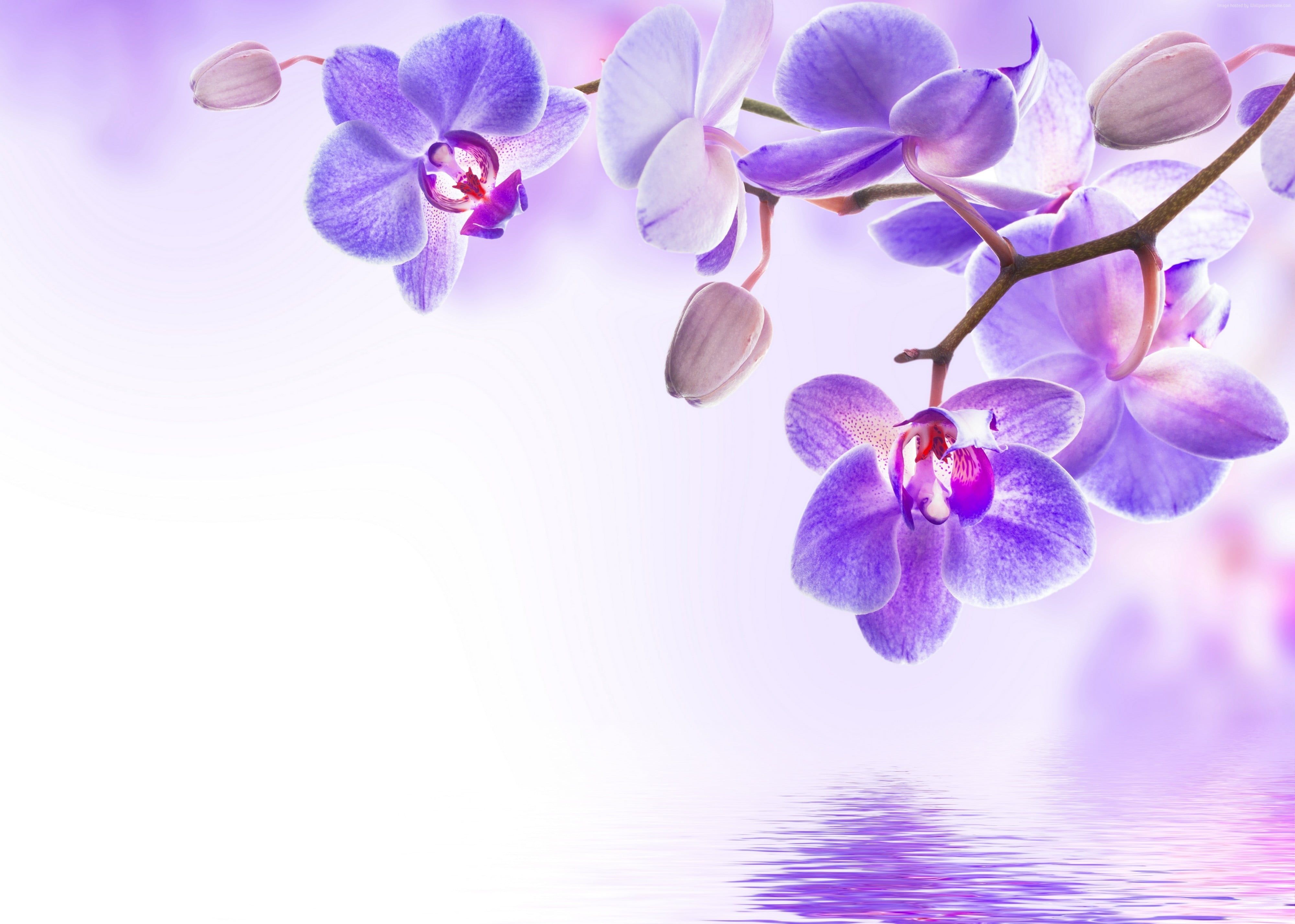 Orchidee viola su acqua, 4000x2855 4K, Smart TV 4K