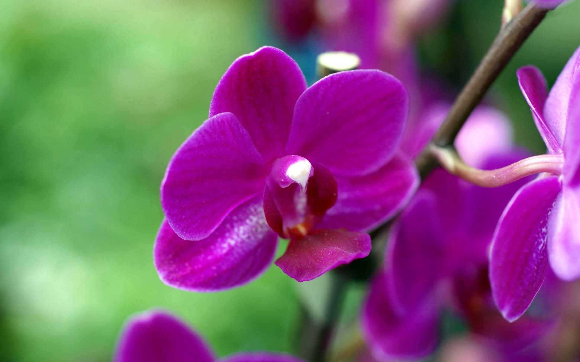 Orchidea viola primo piano, 1920x1200 WUXGA, Laptop
