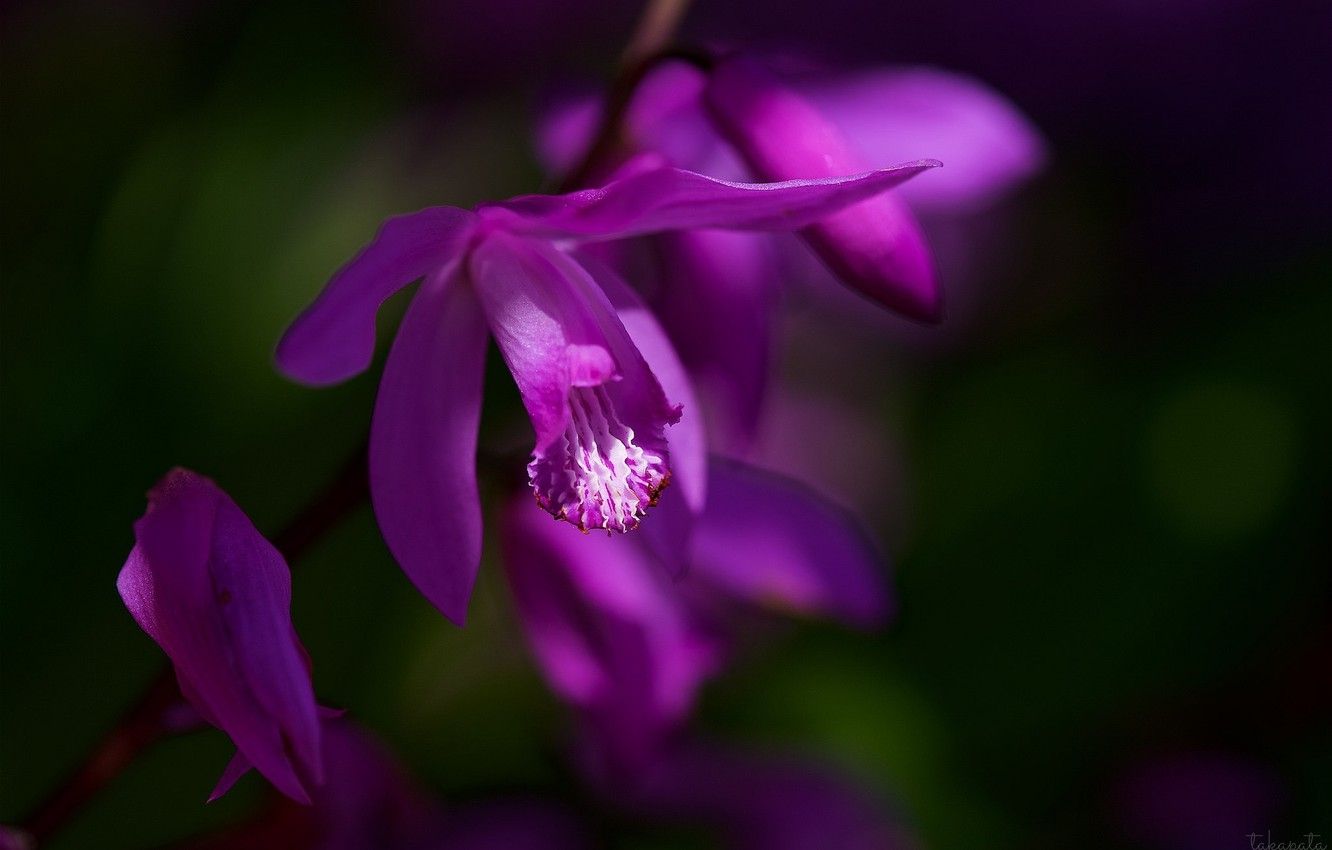 Orchidea viola macro, 1332x850 HD, Desktop