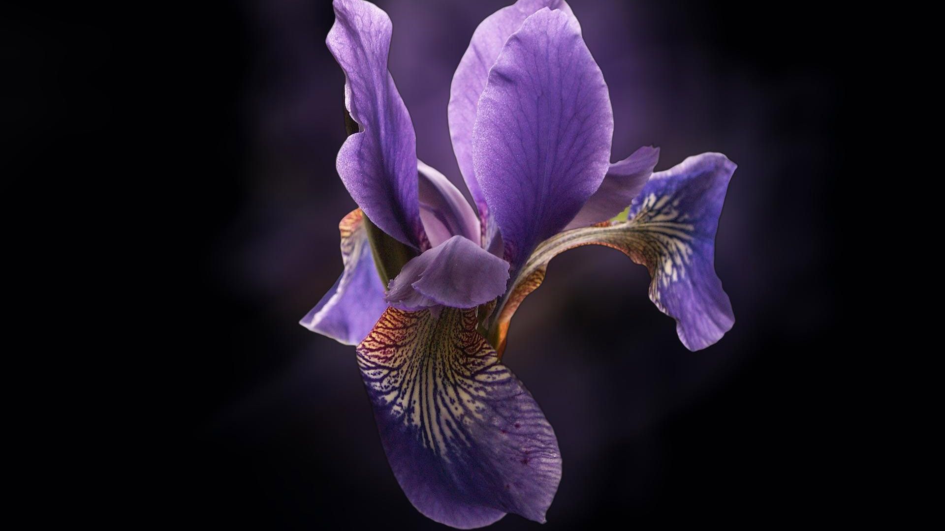 Fiore di iris viola, 1920x1080 Full HD 1080p, PC Desktop