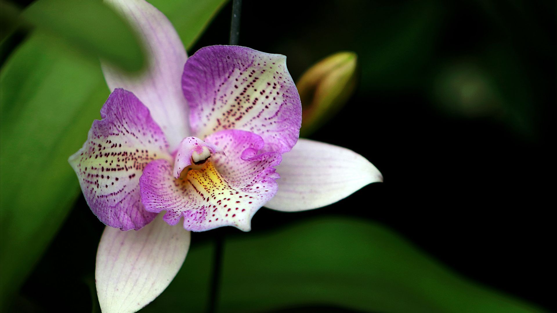 Orchidea viola e bianca, 1920x1080 Full HD 1080p, Laptop