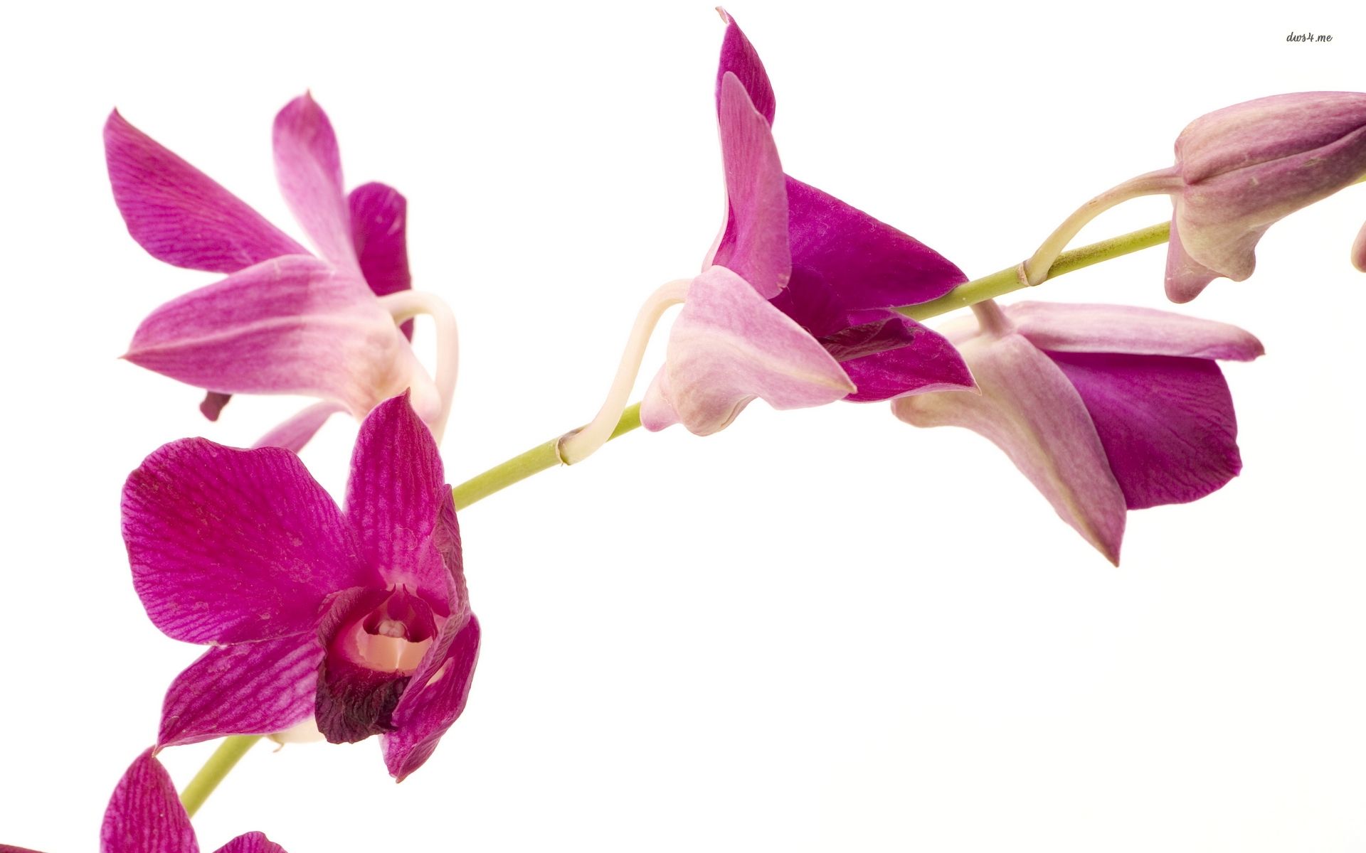 Orchidee viola su ramo, 1920x1200 Full HD+, Desktop
