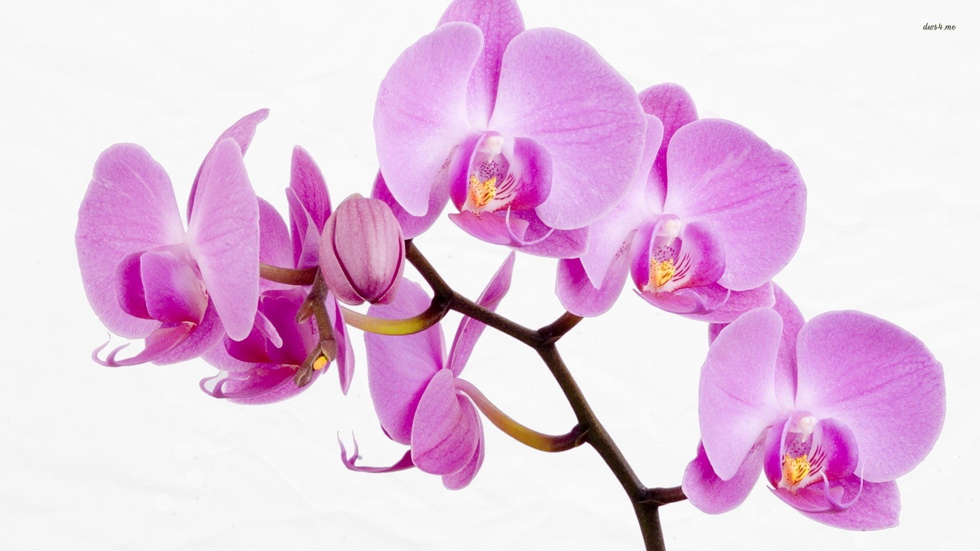 Orchidee viola su bianco, 1920x1080 1080p, PC