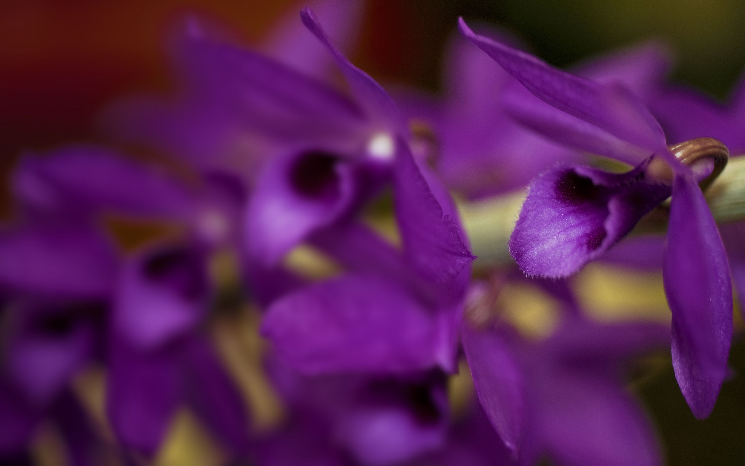 Orchidea viola fiori, 2560x1600 2K, Desktop