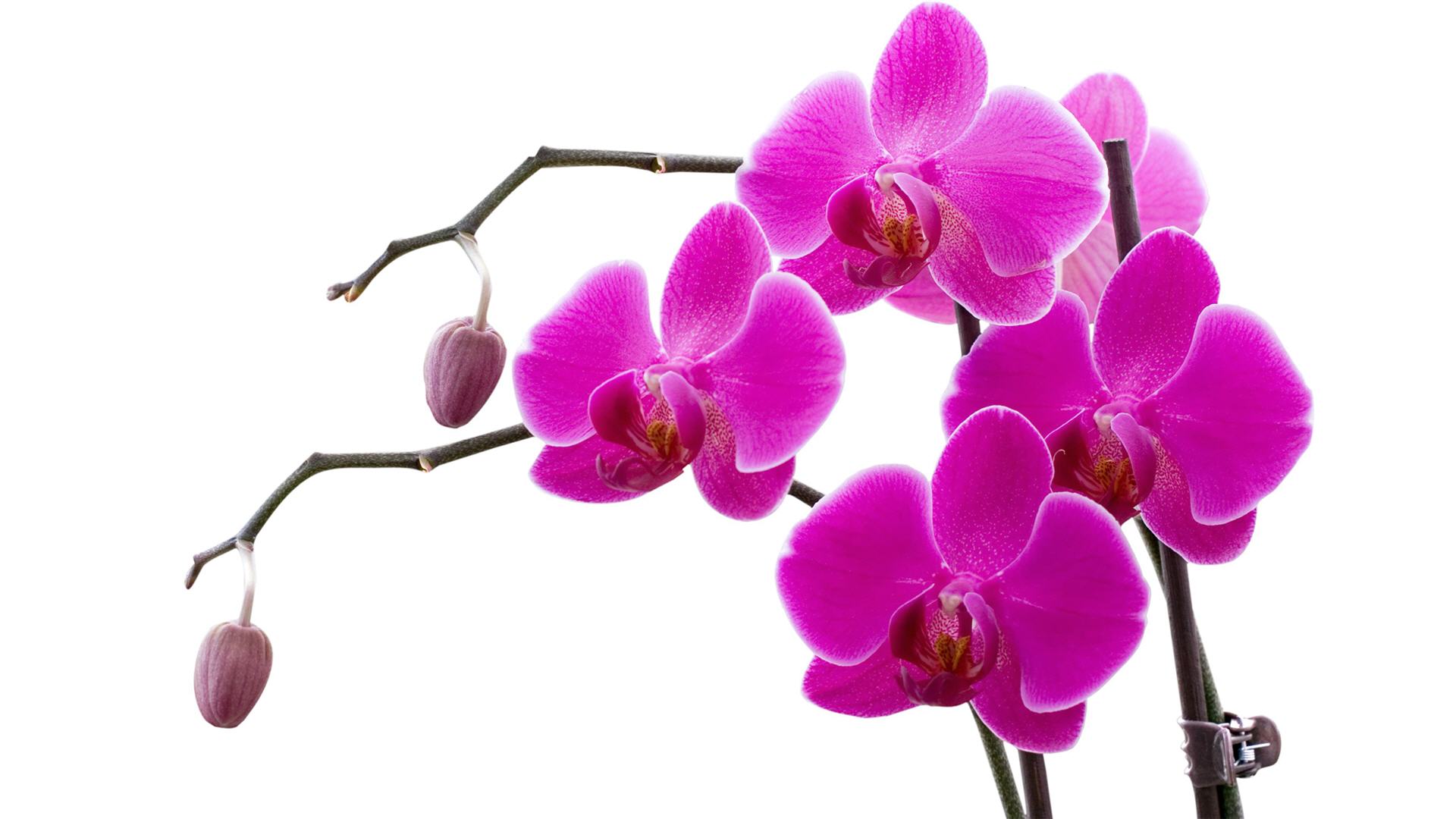 Orchidea viola su bianco, 1920x1080 Full HD, PC Desktop