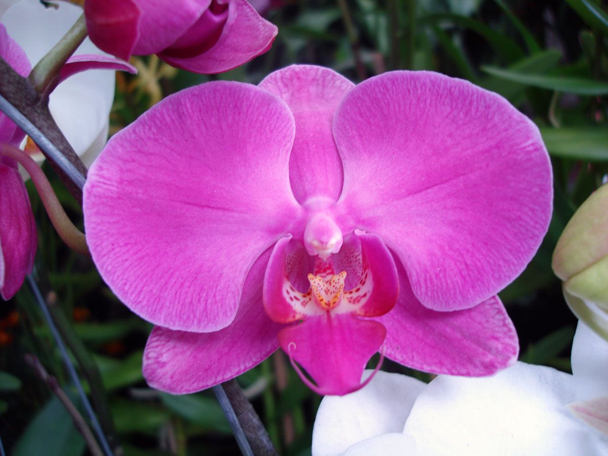 Orchidea viola in fiore, 1200x900 HD, Laptop