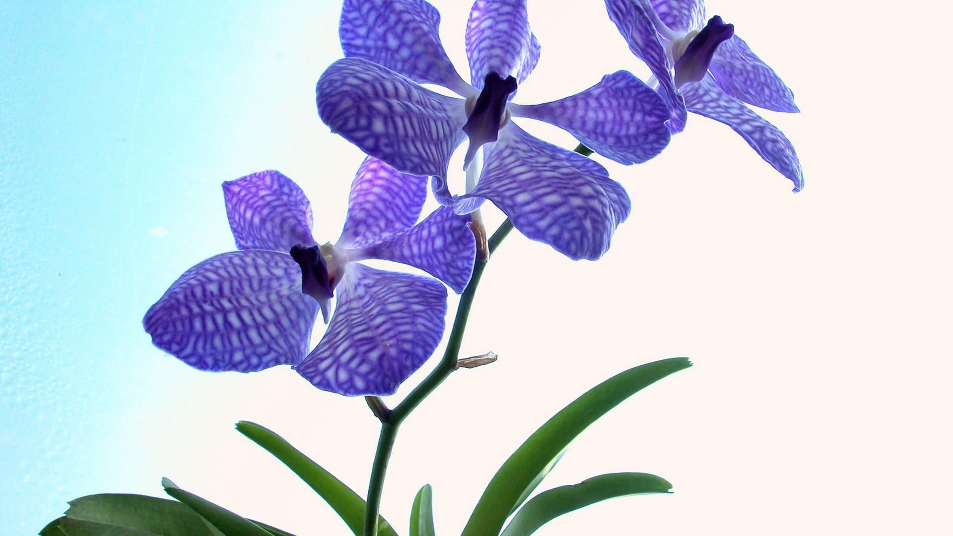 Orchidea viola con foglie, 1920x1080 1080p, Desktop