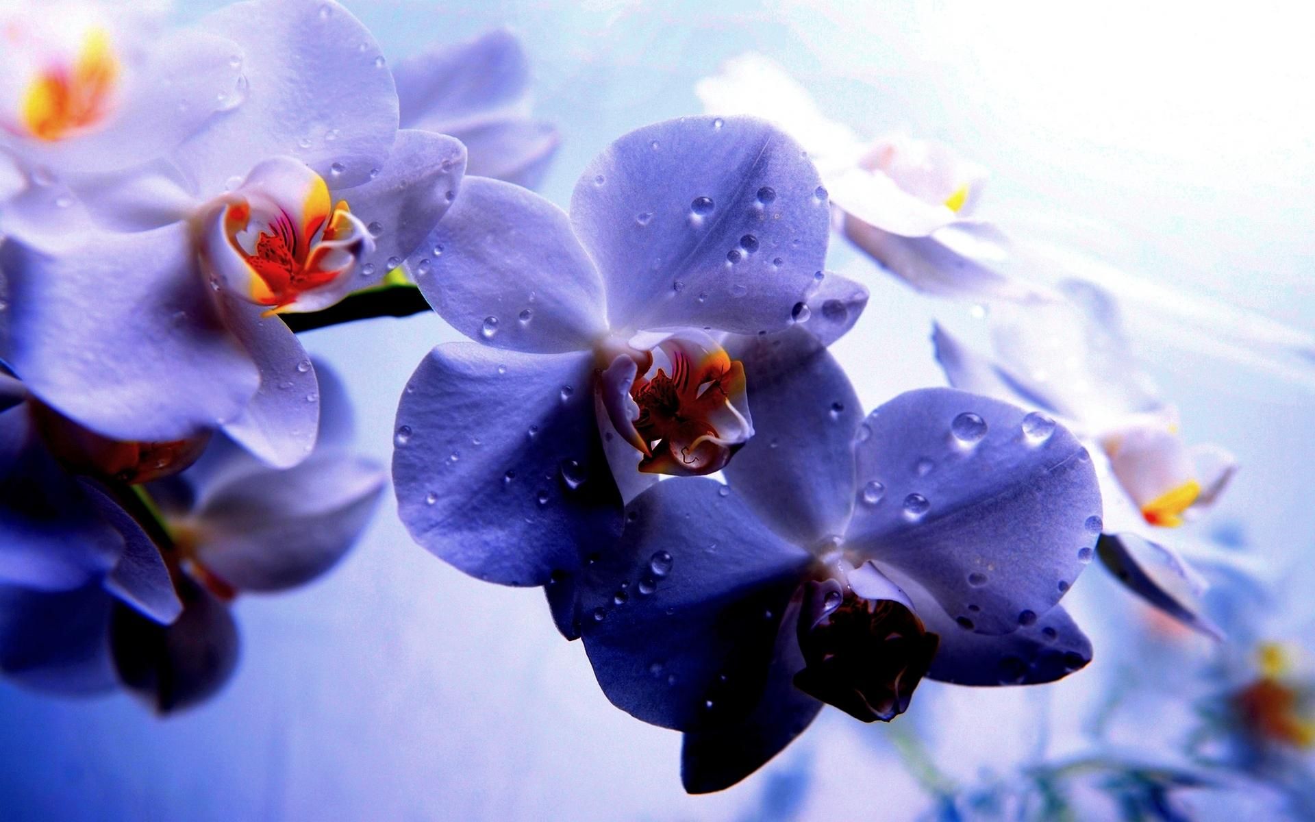 Orchidee viola con gocce, 1920x1200 Full HD+ WUXGA, Desktop