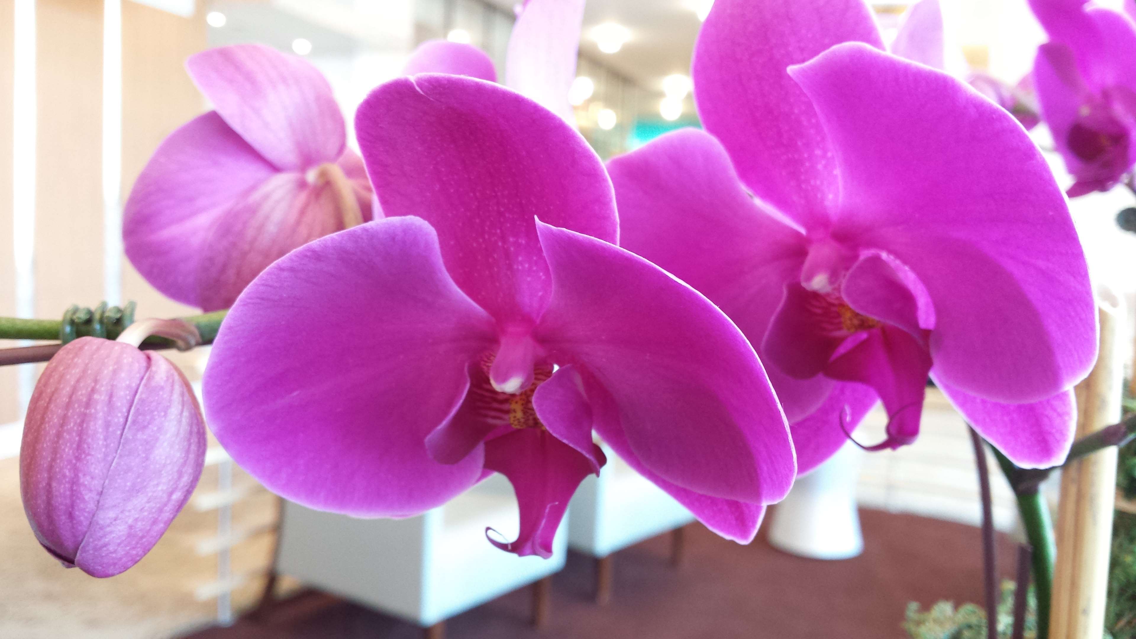 Orchidee viola in fiore, 3840x2160 UHD, PC 4K